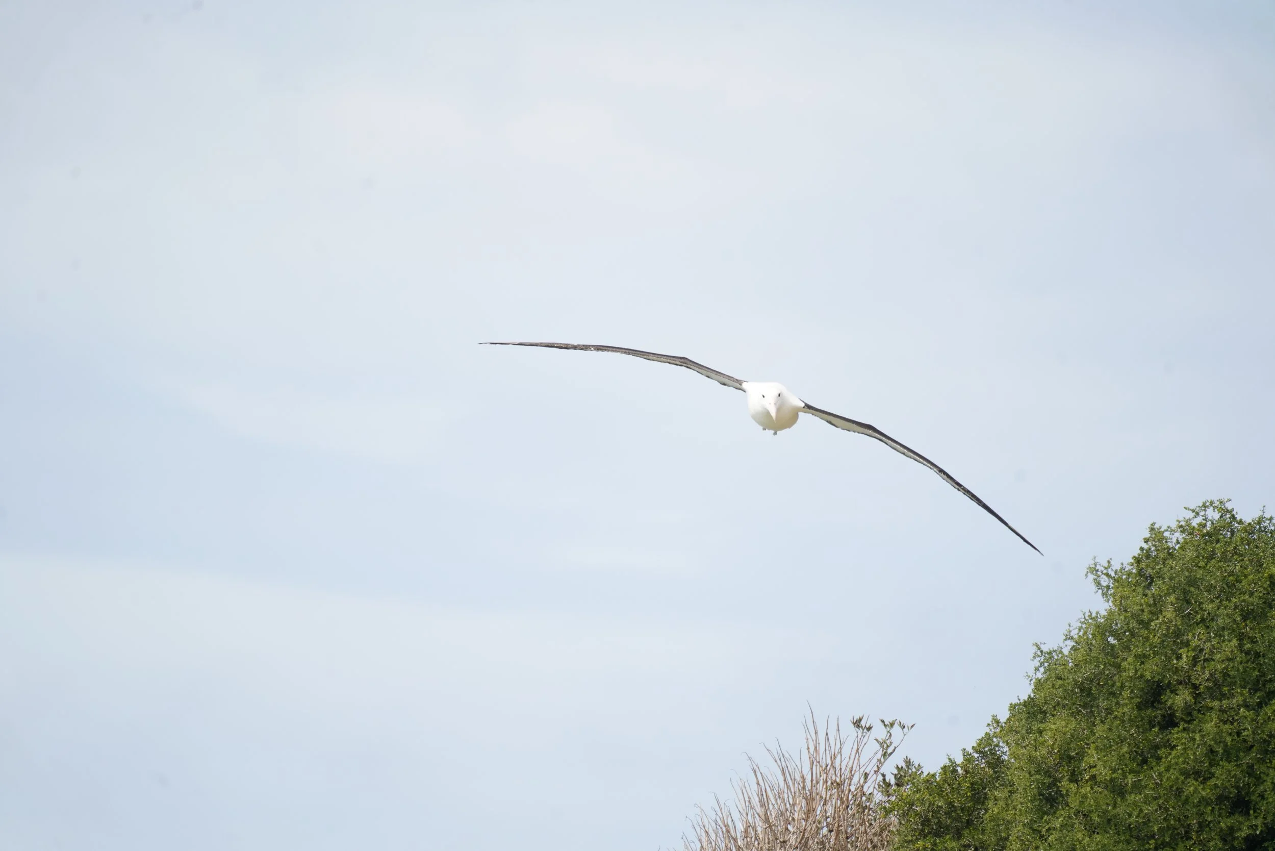 Royal Albatross
Location: Dunedin, New Zealand