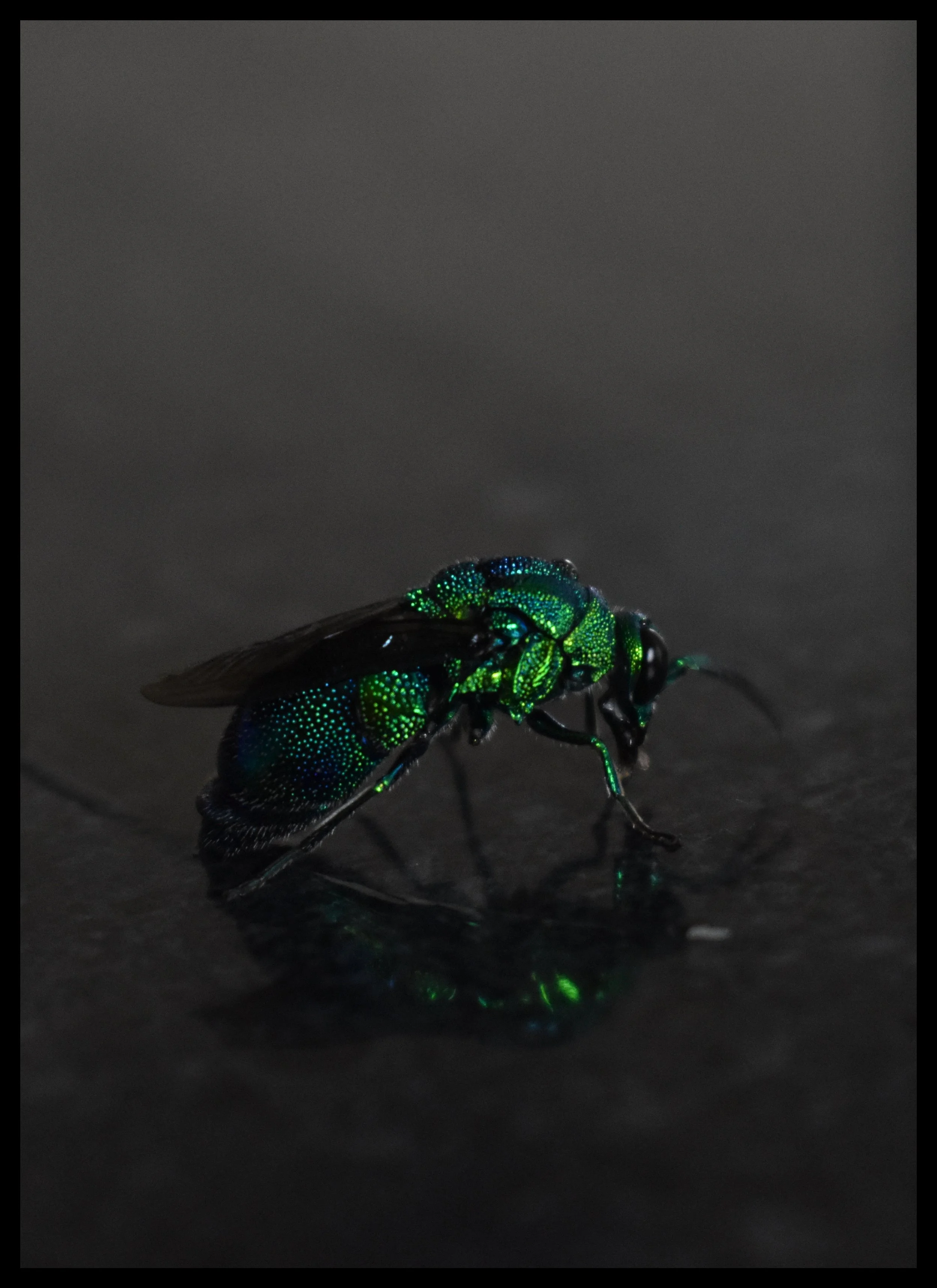 Orchid Bee
Location: Katherine, NT Australia