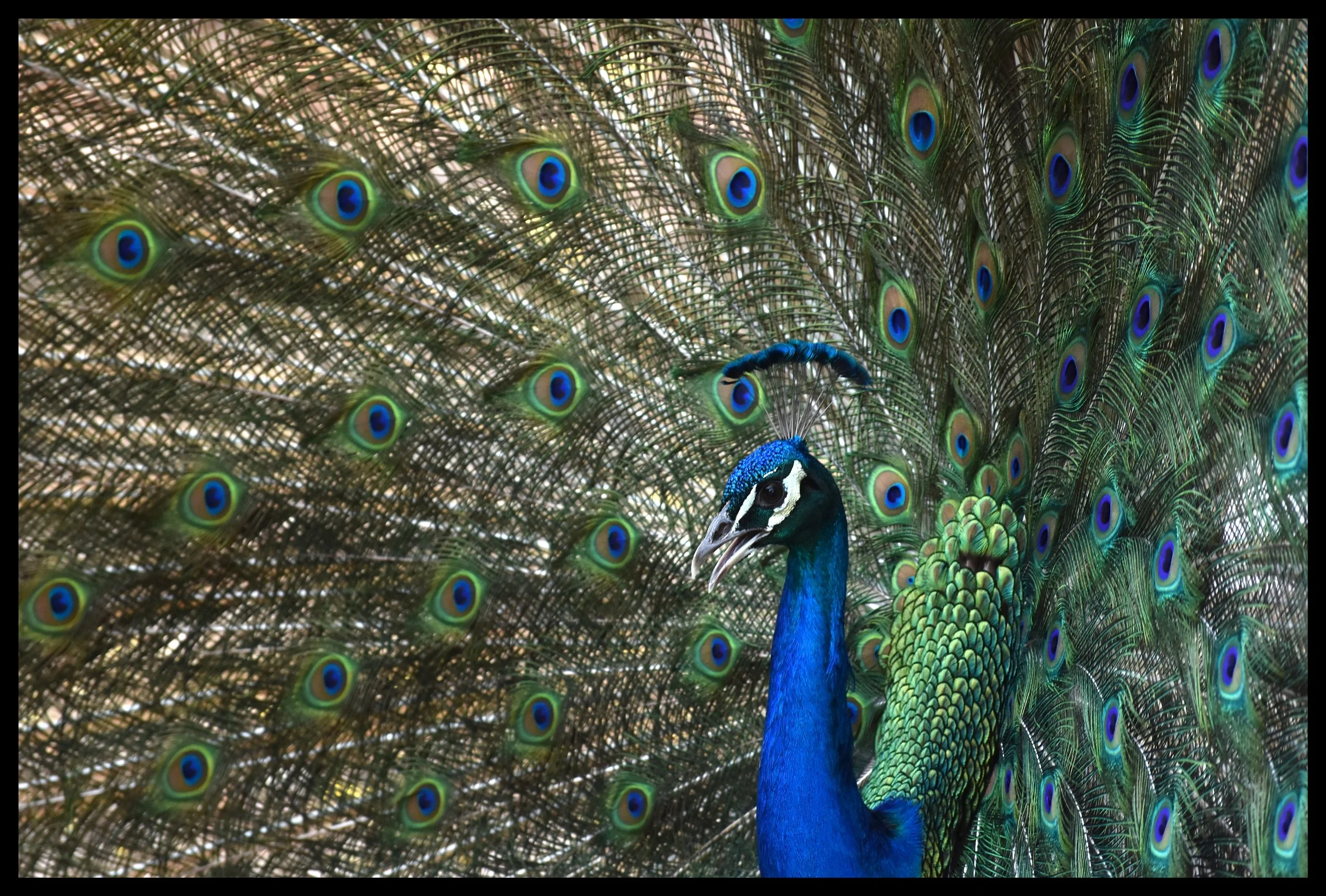Peacock
Location: Tasmania, Australia 