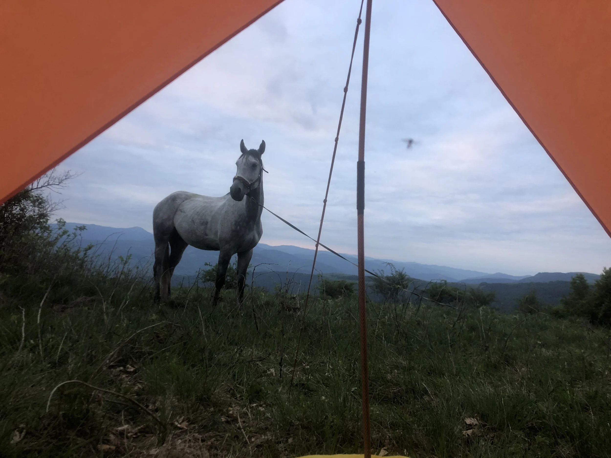Tethering Horses on the Road – Why We Chose the Tether for Long Riding