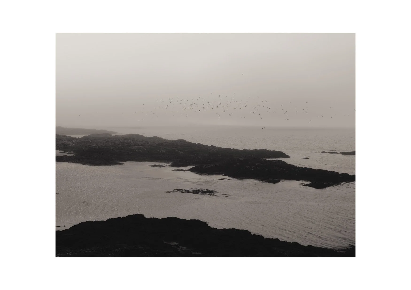 Barra - Flock in Haar.jpg
