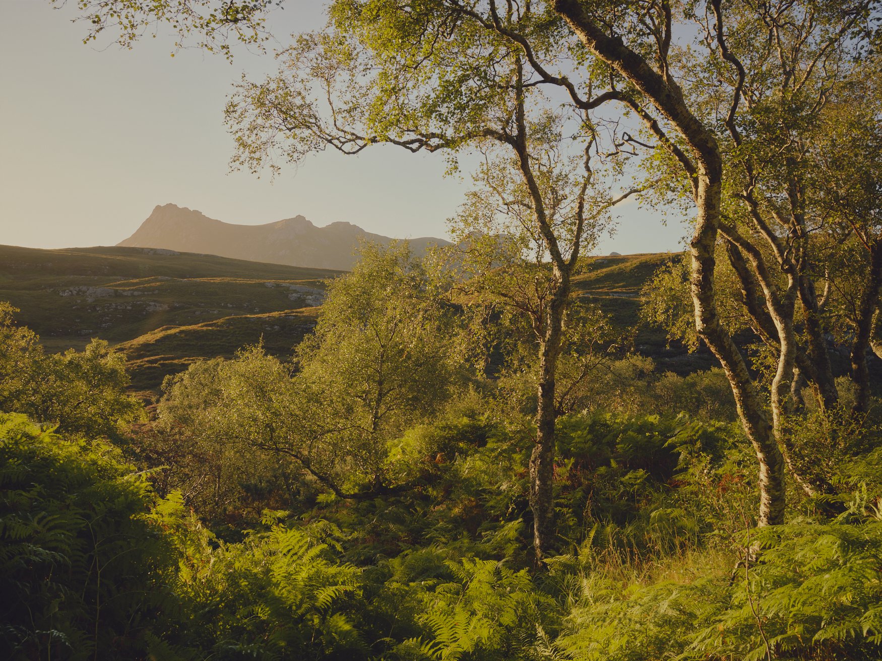 Wildland for The Telegraph
