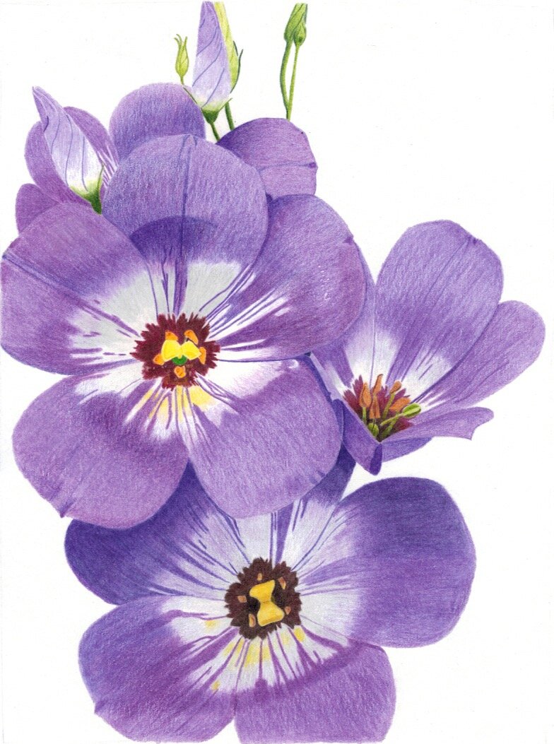 Bluebells.jpeg