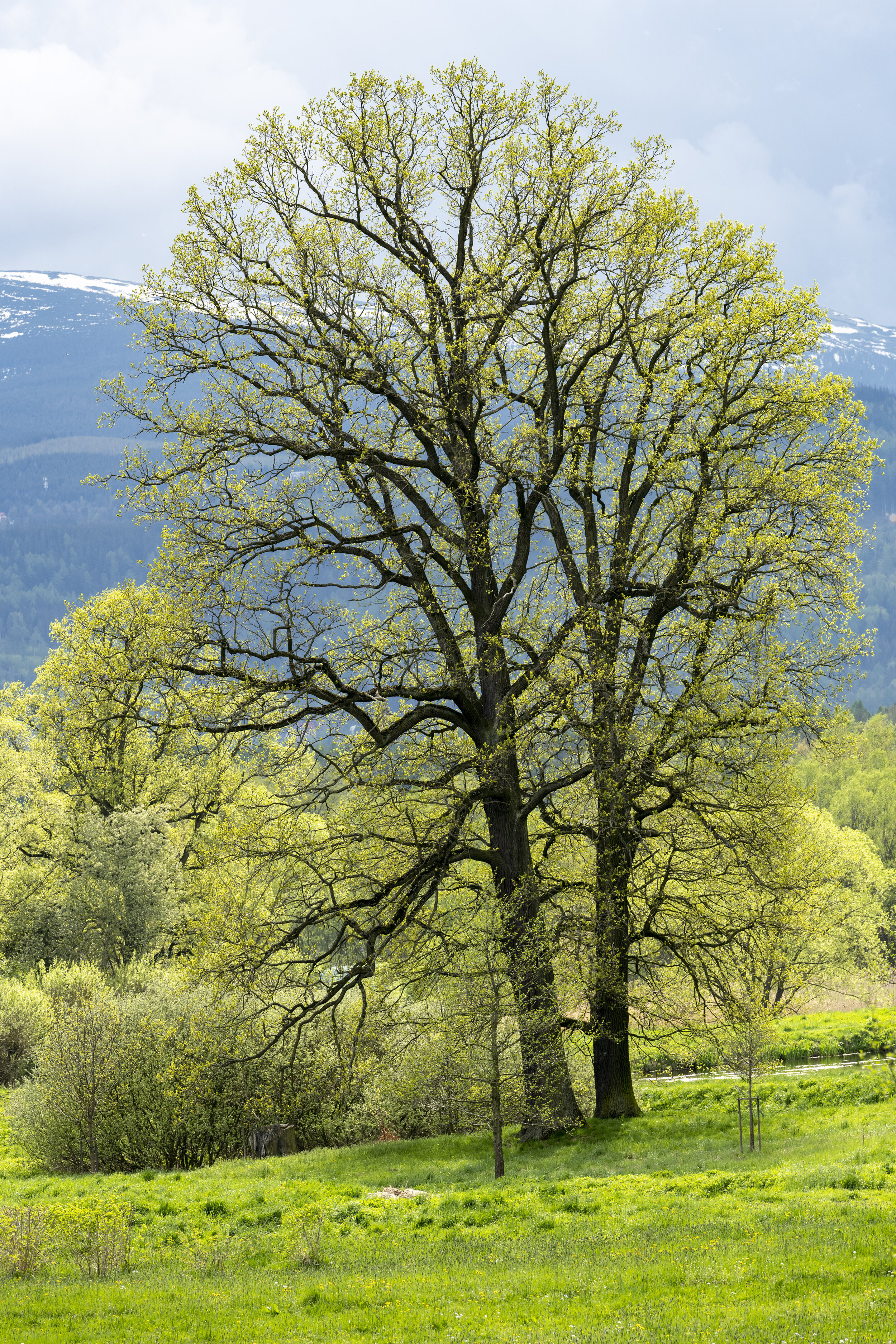 Bukowiec_Trees_a.jpg