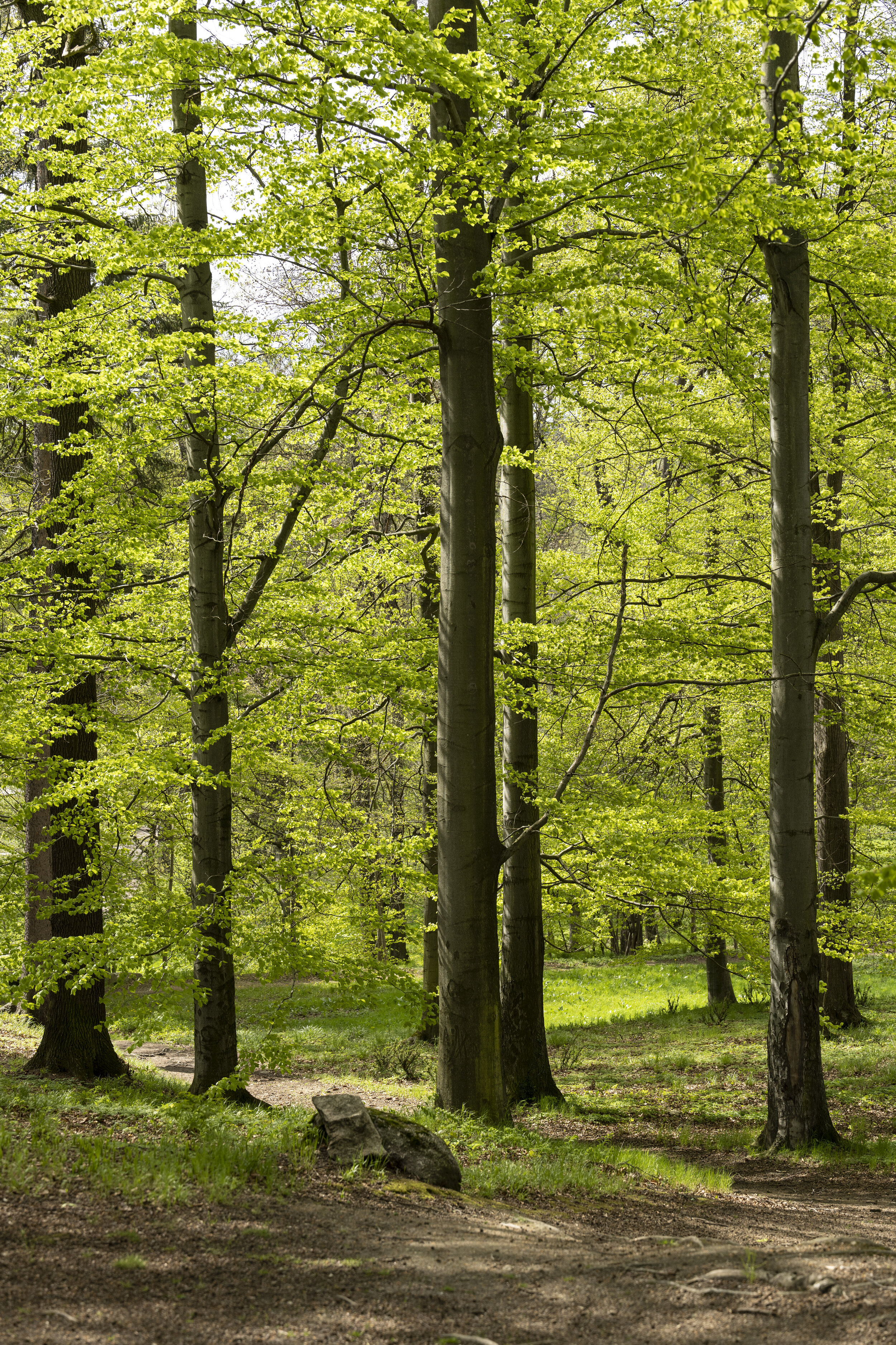 Bukowiec_Trees.jpg