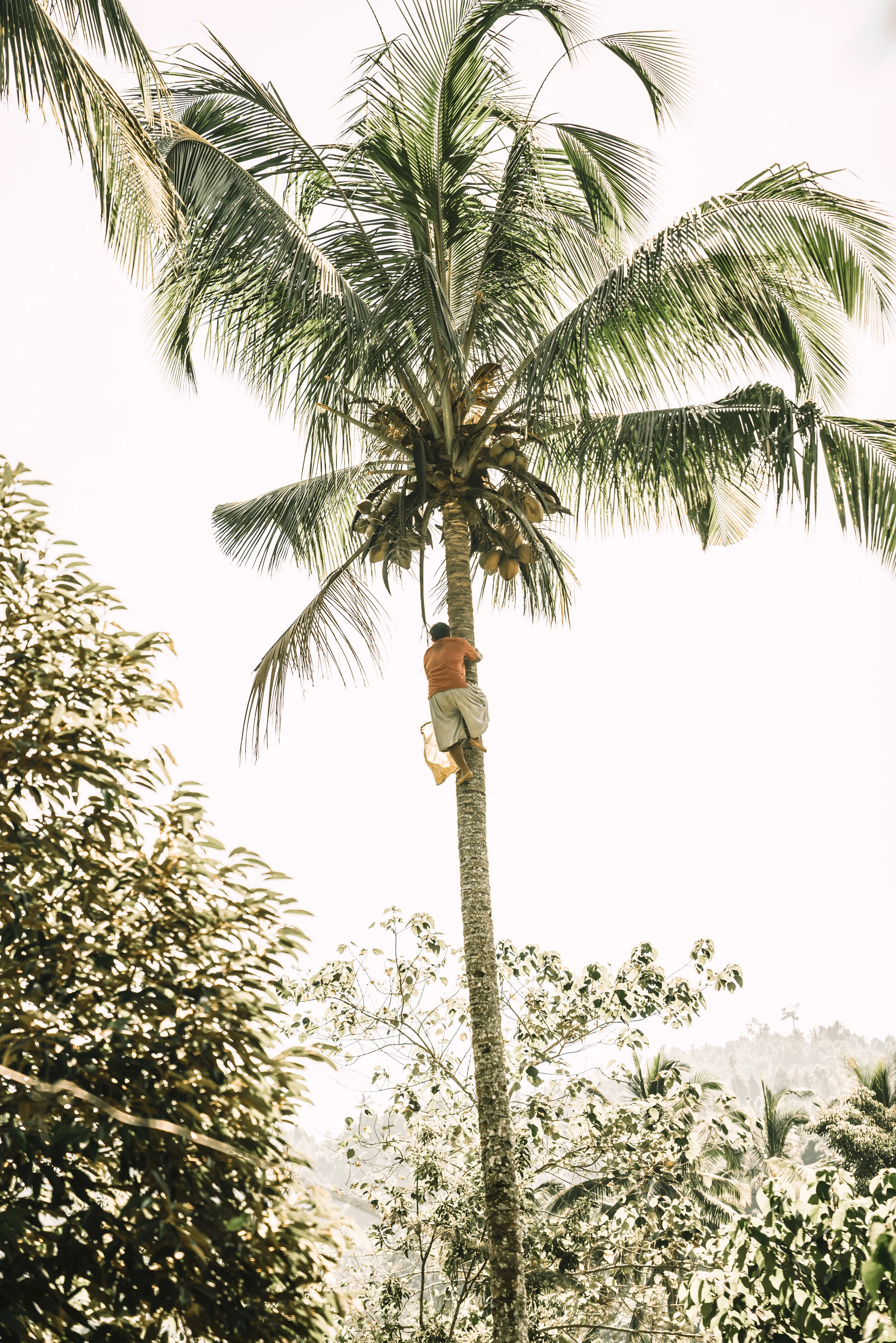 Bali Coconut Tree
