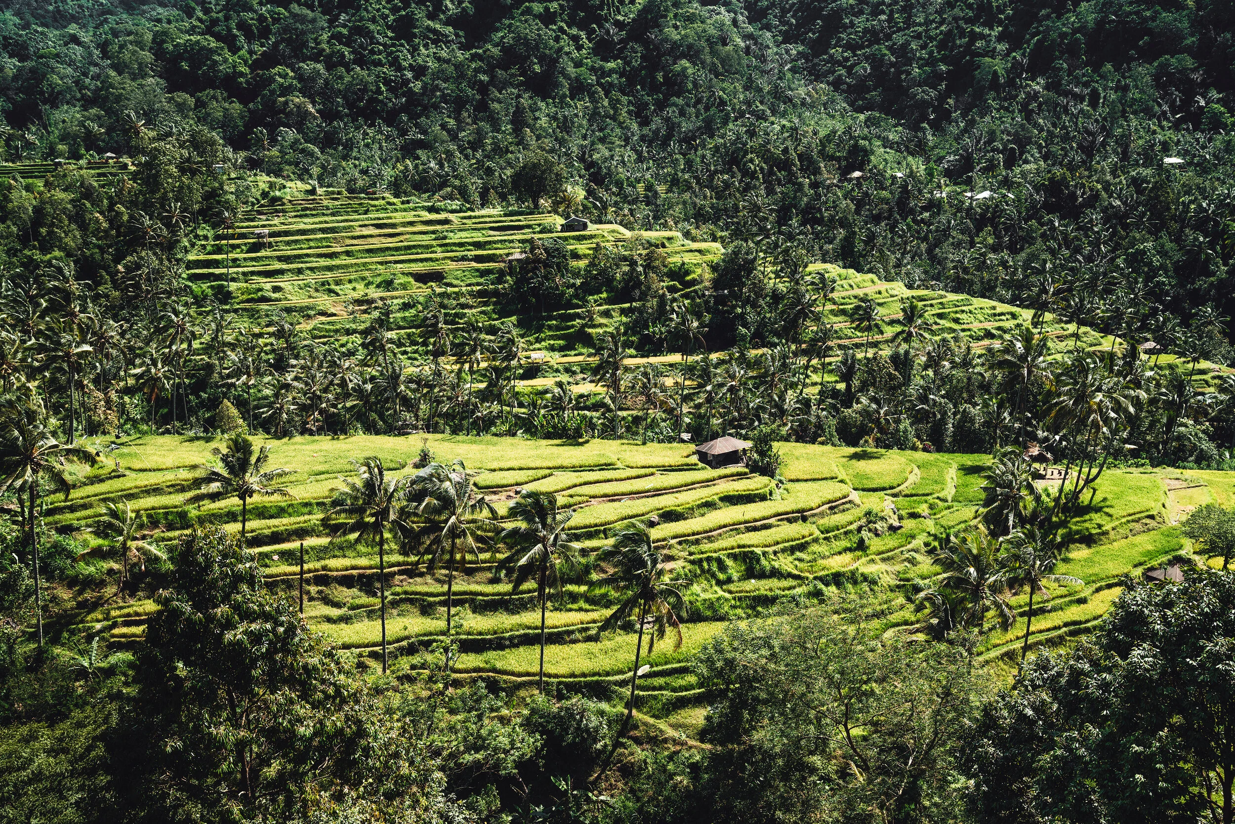 Bali Rice Fields
