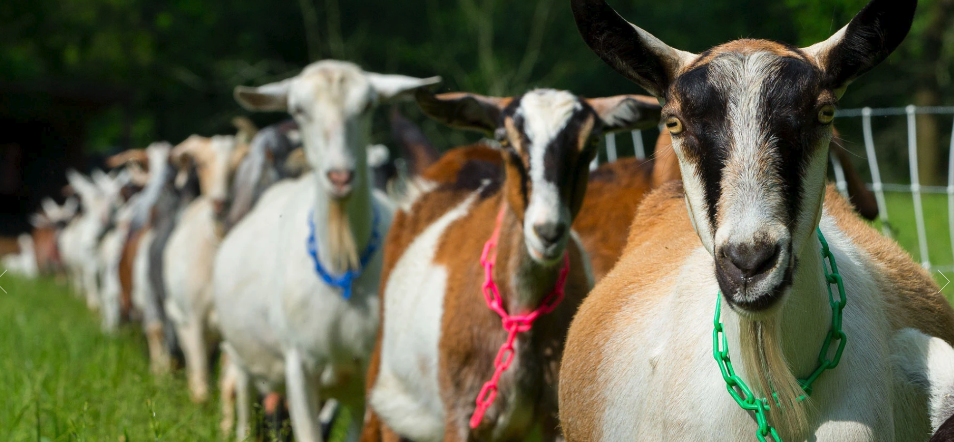 Goat line.png