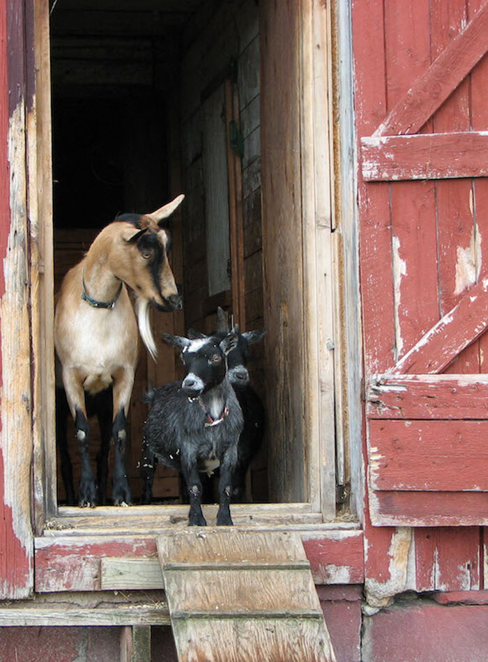 Goats in barn.jpg