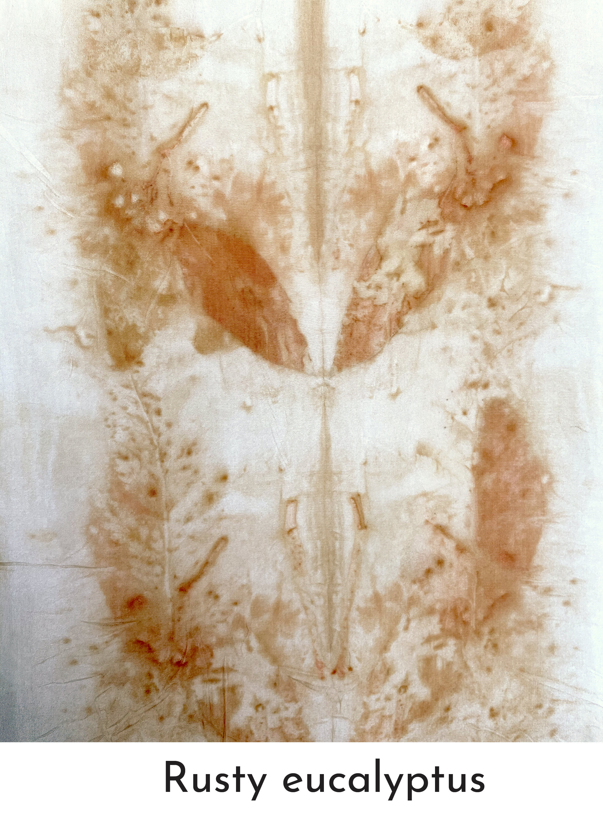 Rusty eucalyptus.jpg