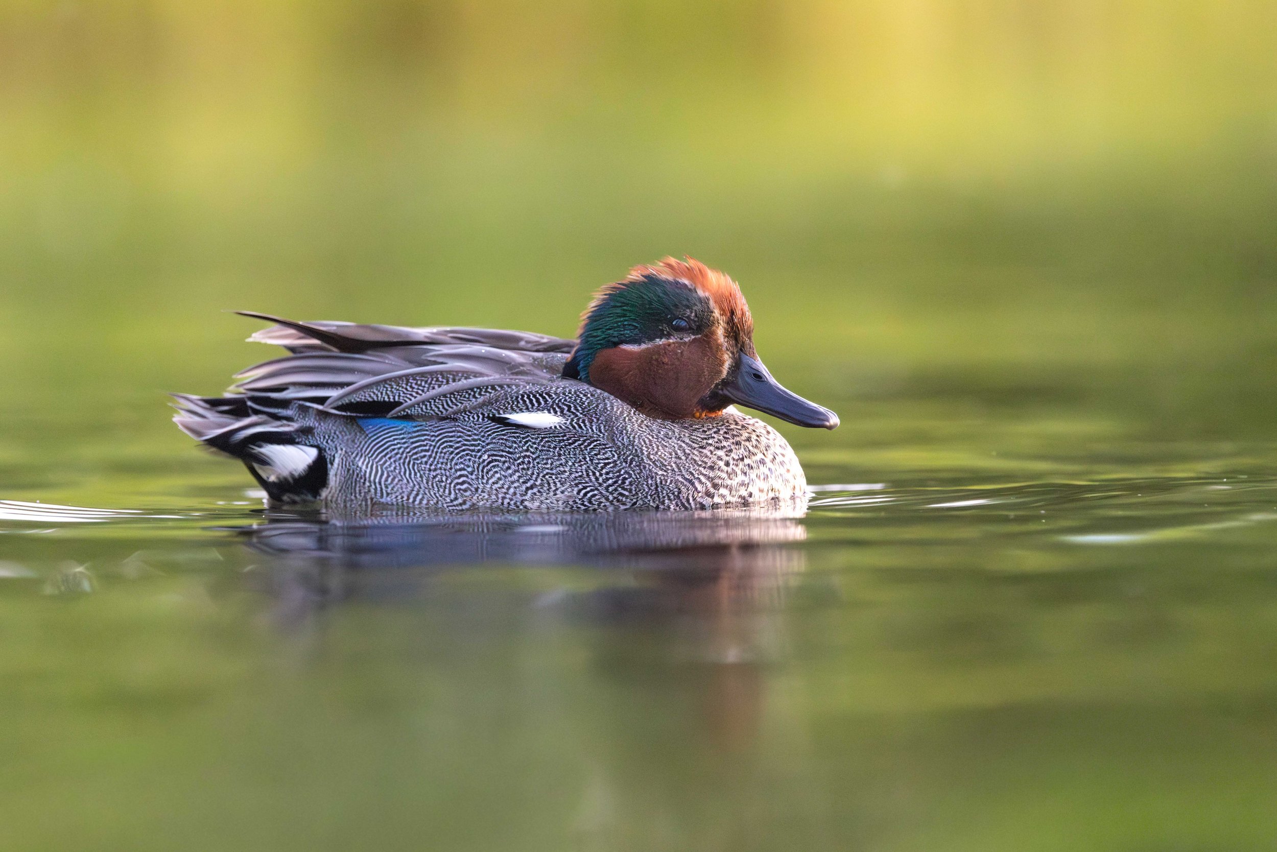 OF0A6327 Mod-Wildlife Portfolio-2.jpg