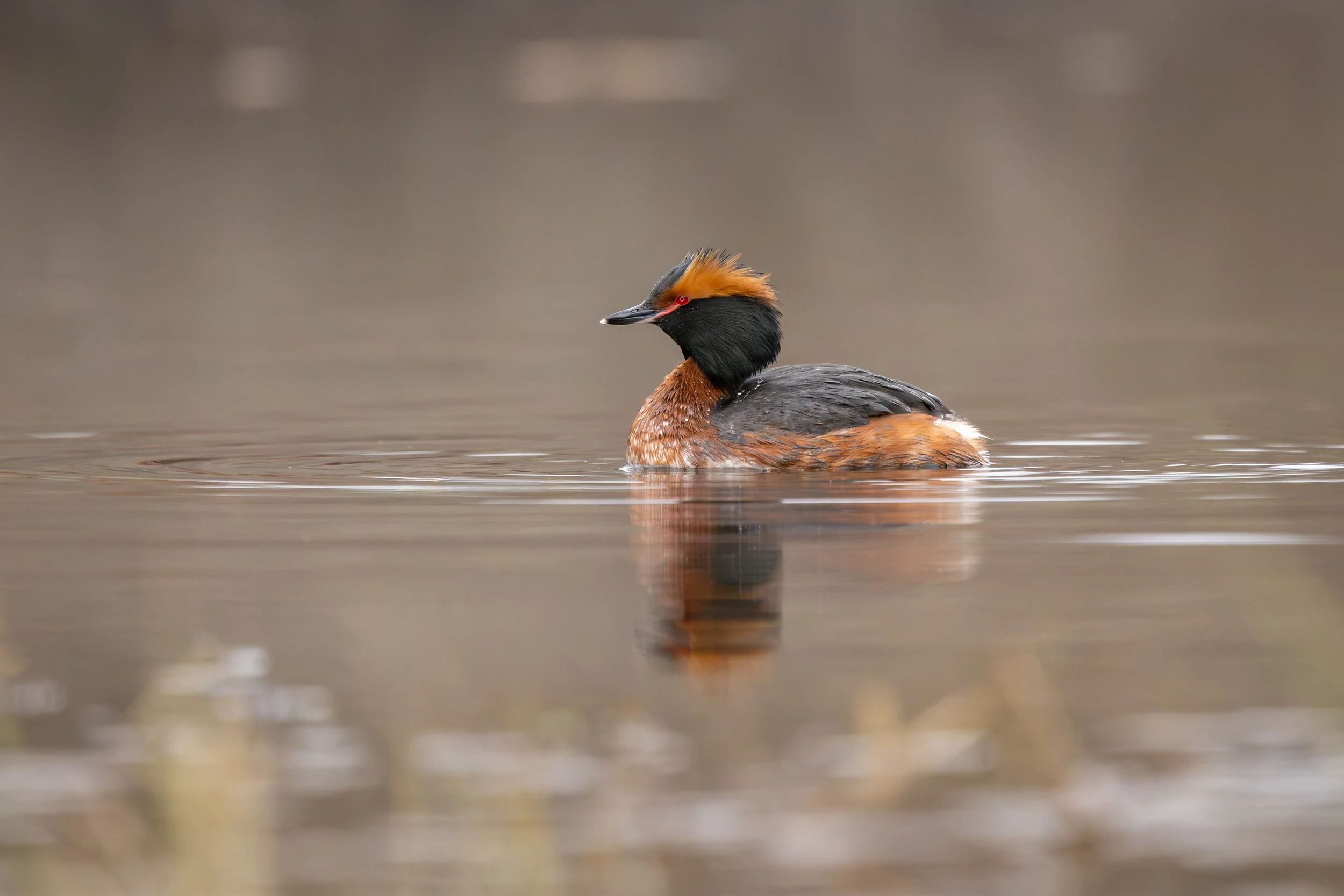 OF0A9077 Mod-Wildlife Portfolio-2.jpg