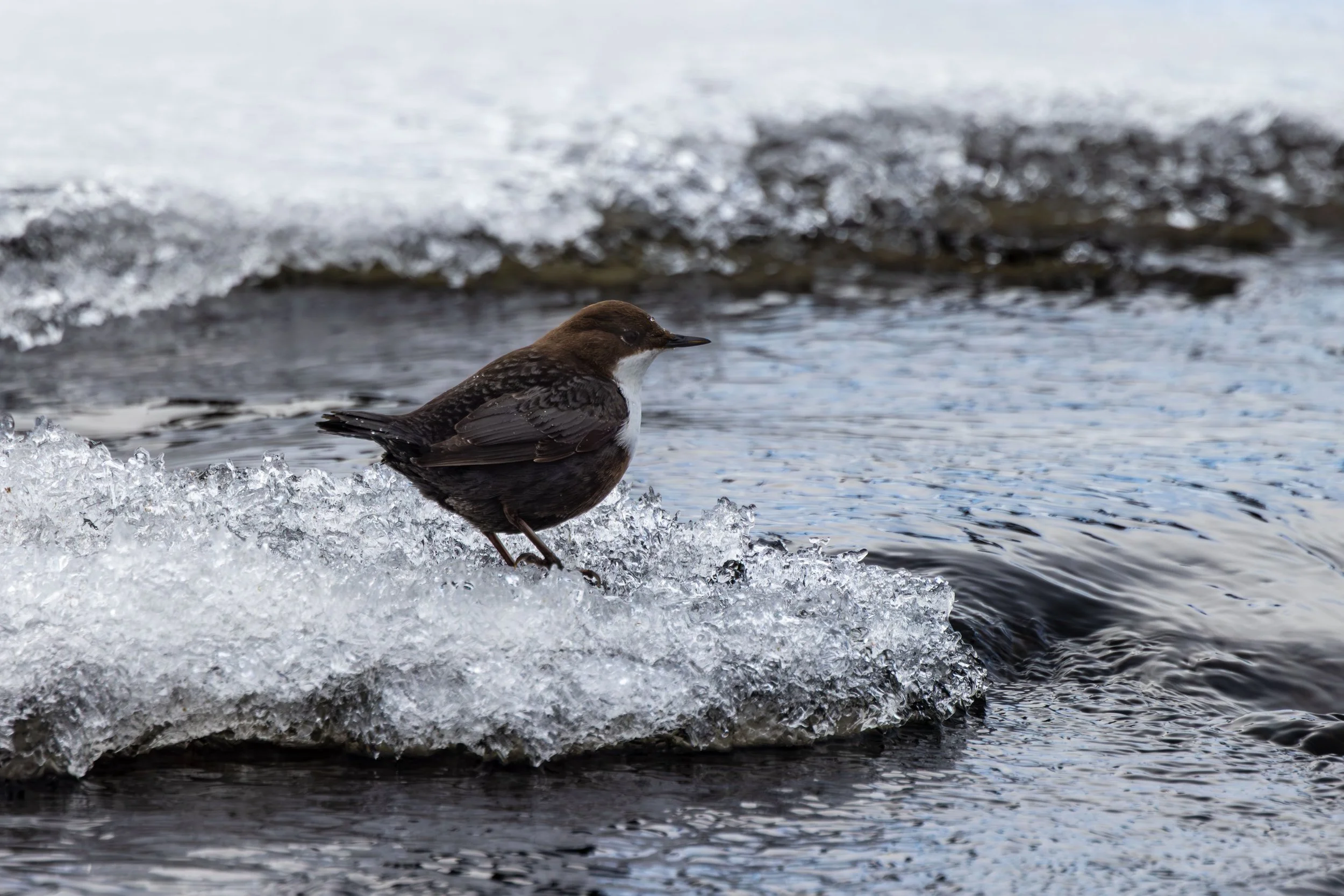 OF0A2019-Forbedret-NR Mod.jpg