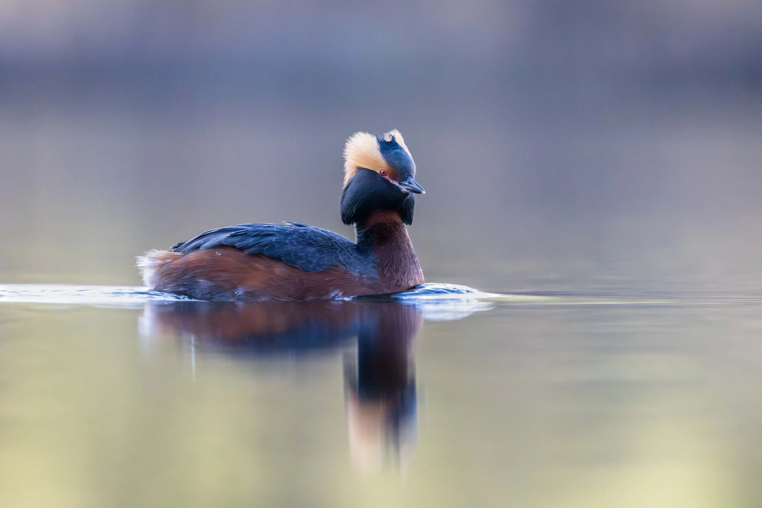 OF0A1520 Mod-Wildlife Portfolio-3.jpg