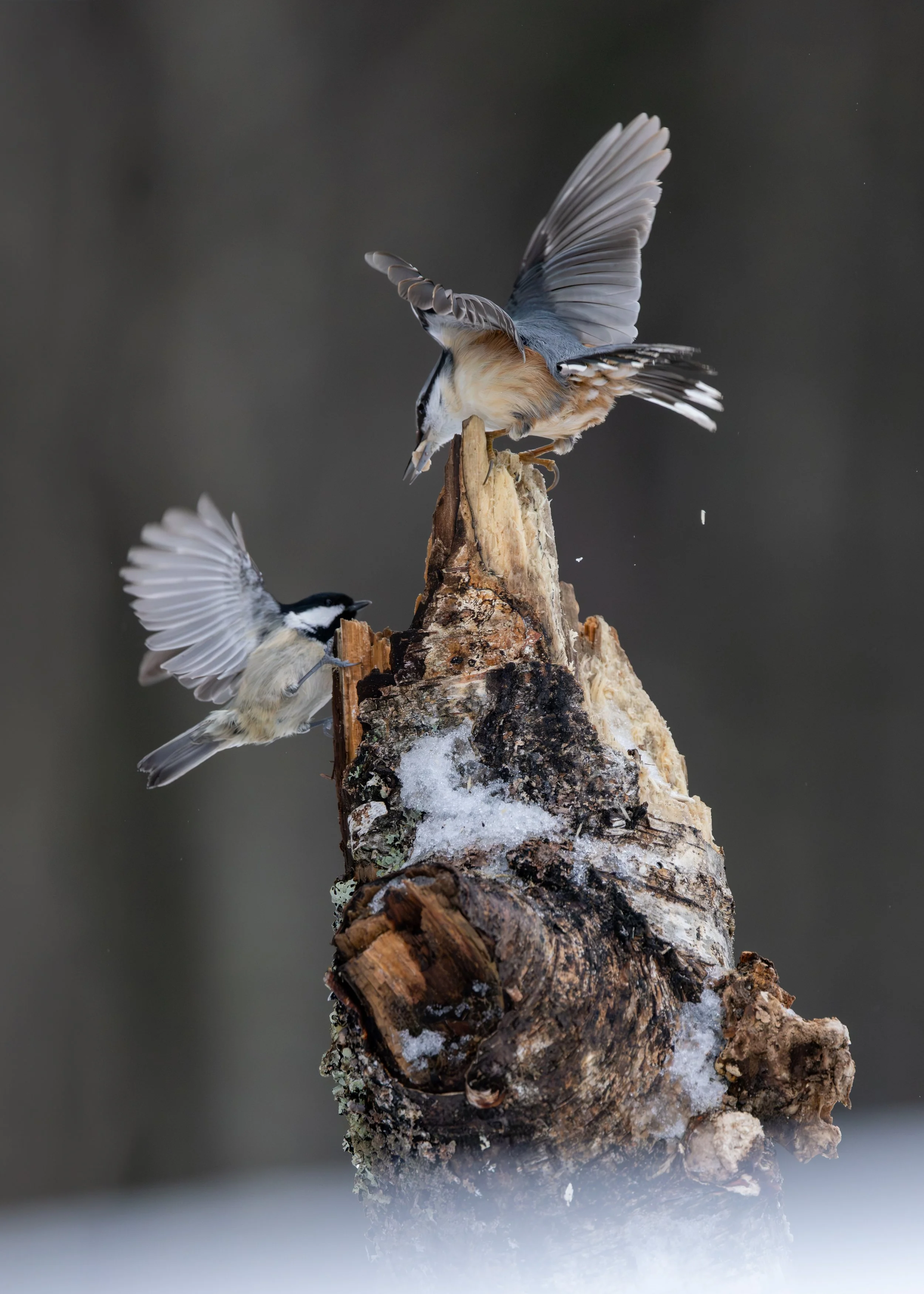 OF0A6911-Rediger-2 Mod.jpg