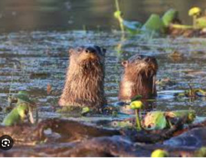 otters.png