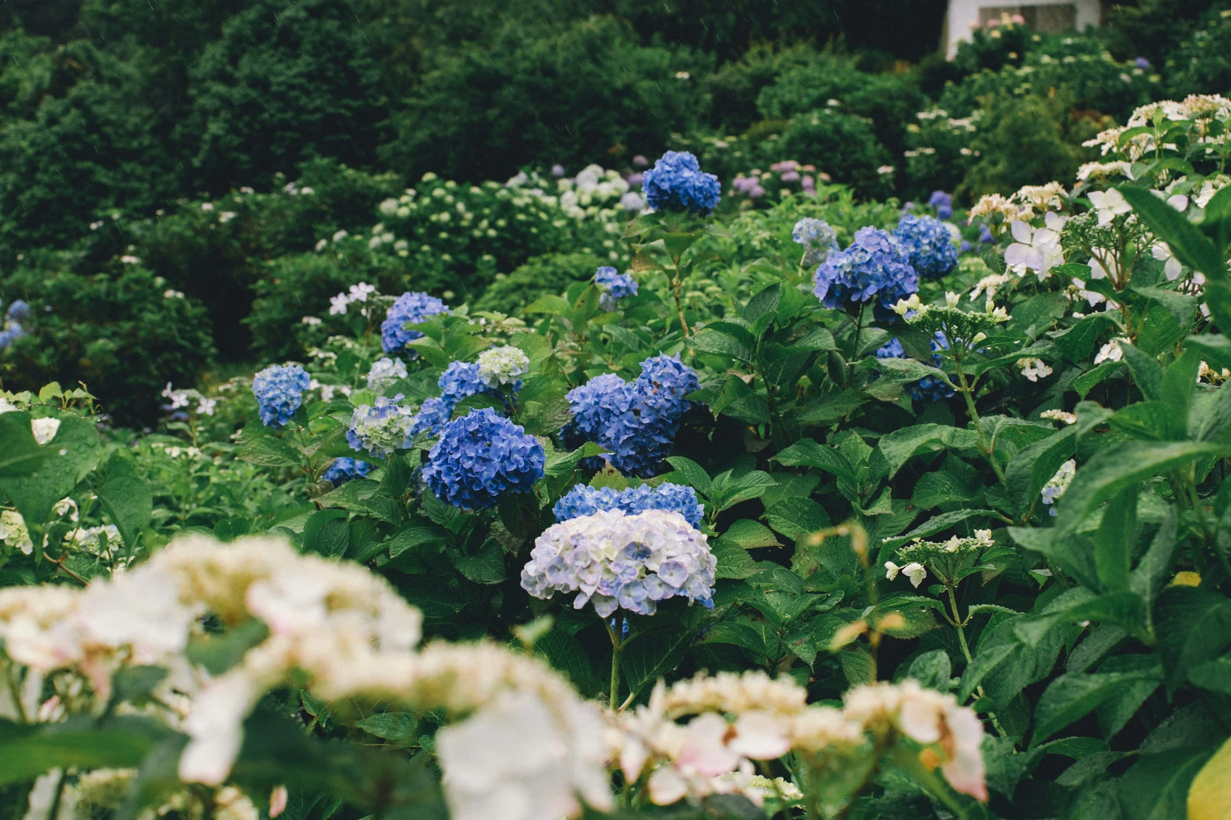 A lush garden filled with blooming hydrangea flowers in shades of blue, white, and pale pink, surrounded by green foliage and dense bushes.