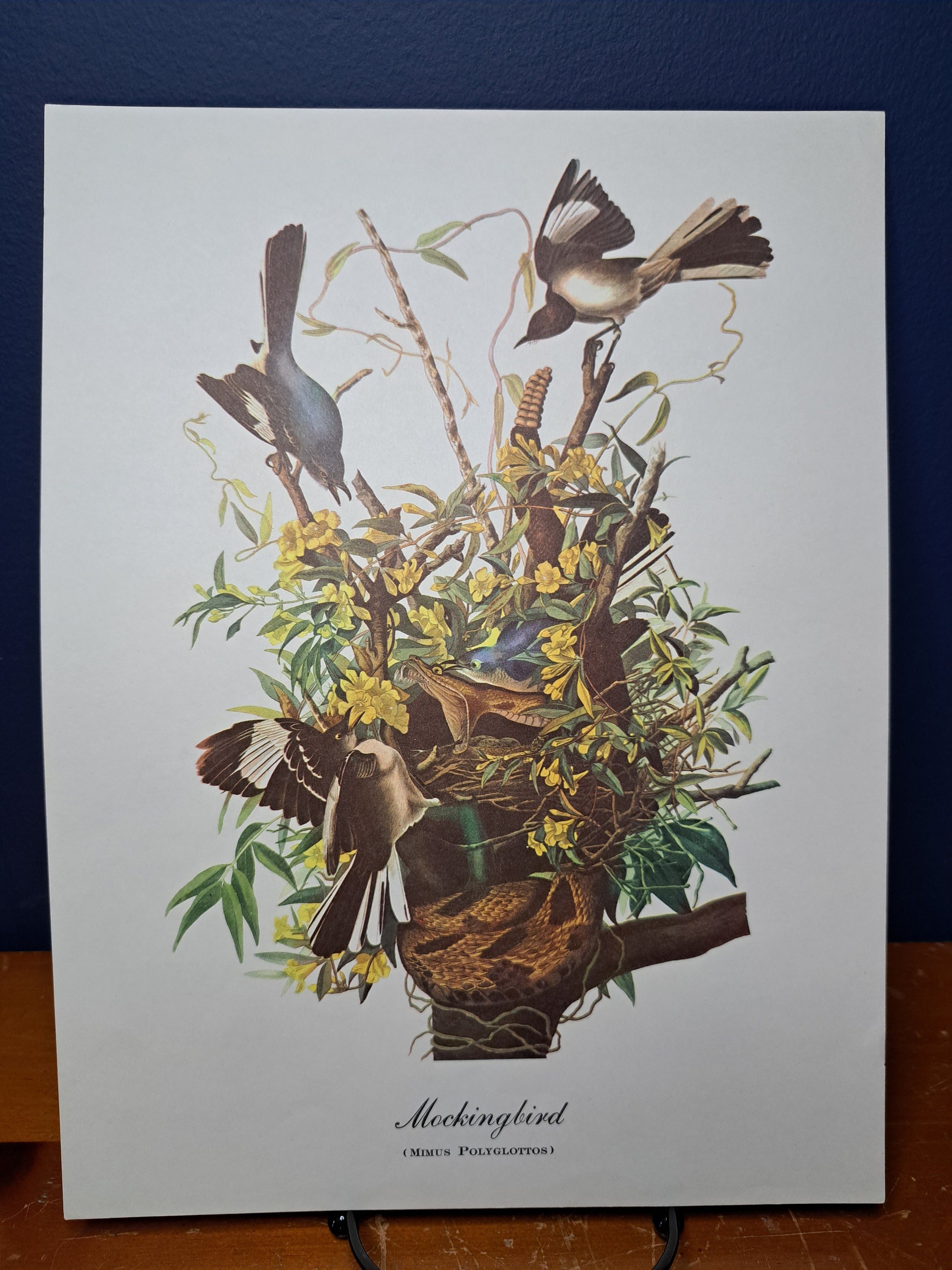 https://i.etsystatic.com/9208937/r/il/be5cbd/5255533291/il_fullxfull.5255533291_eet9.jpg