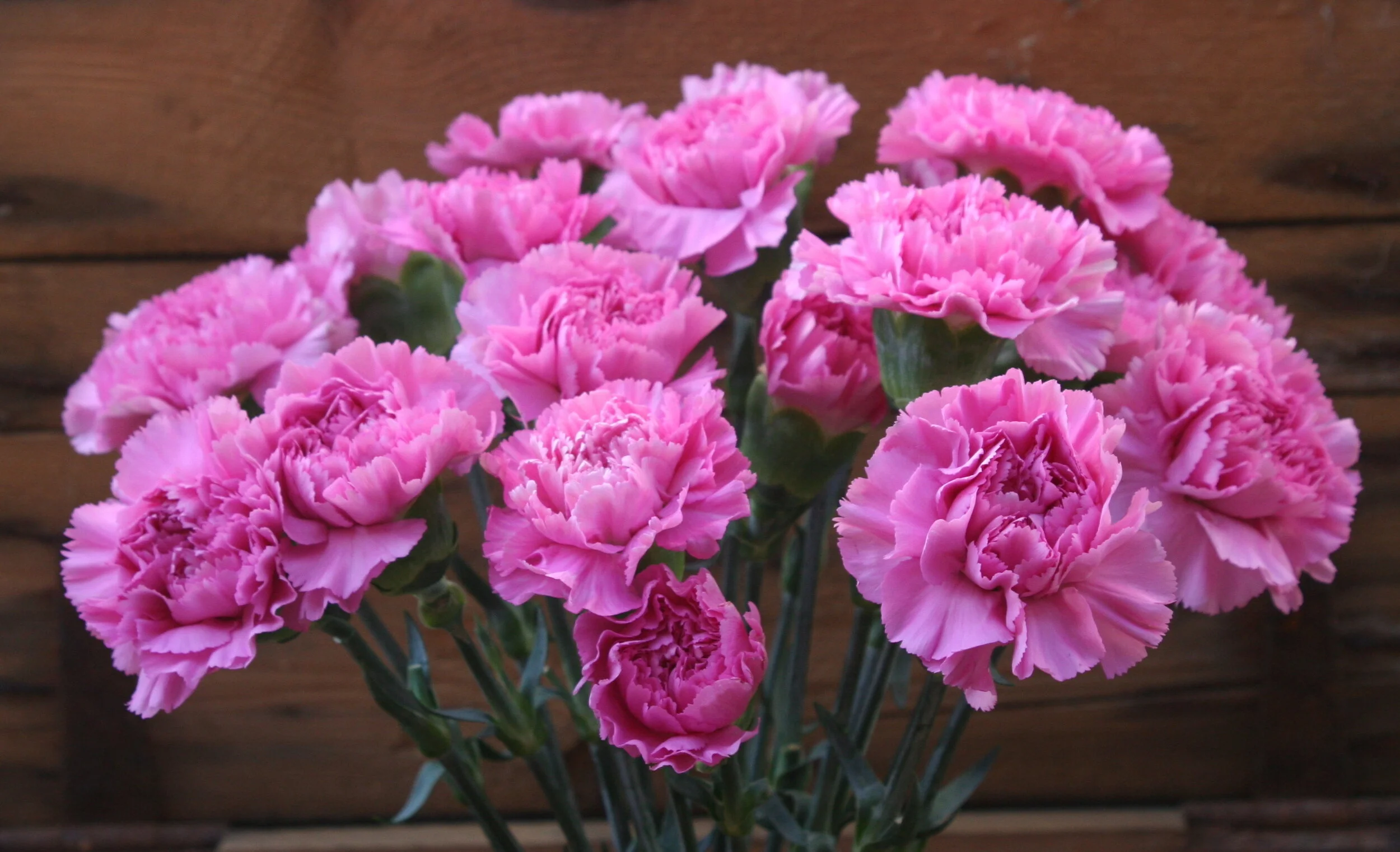 JUST CARNATIONS