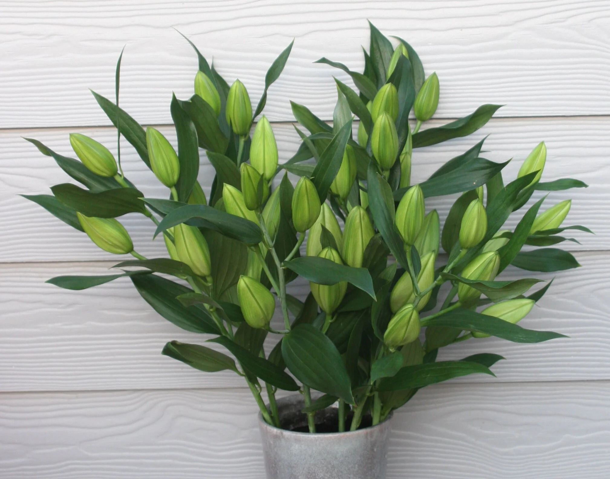 simply lilies.JPG