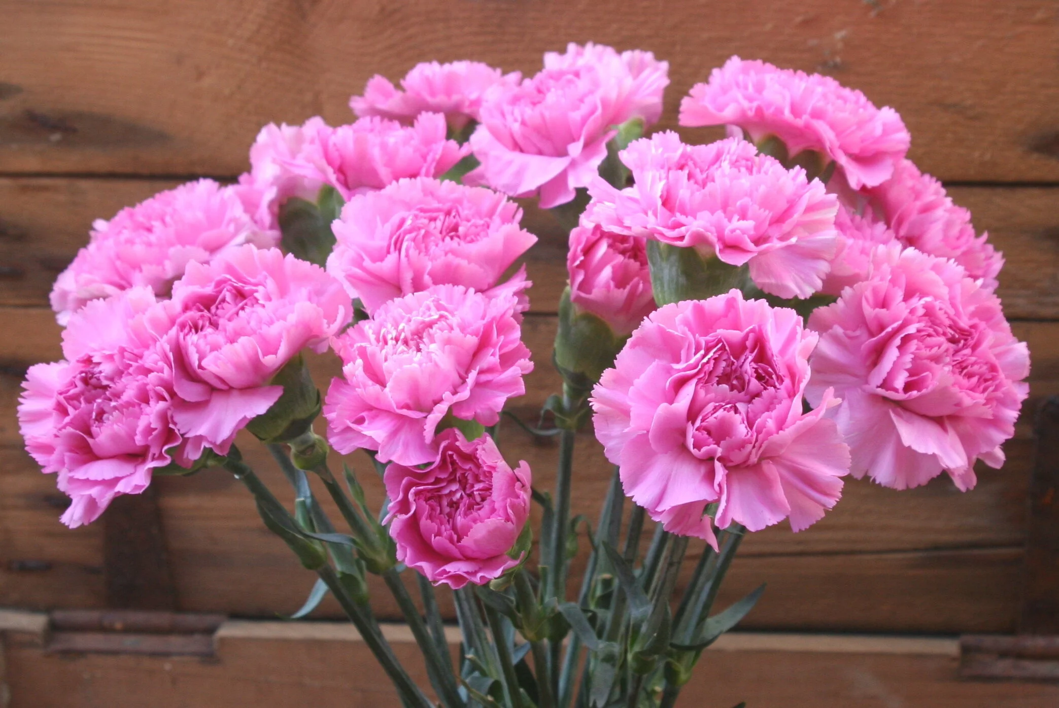 LETTERBOX FLOWERS — Fox red flowers