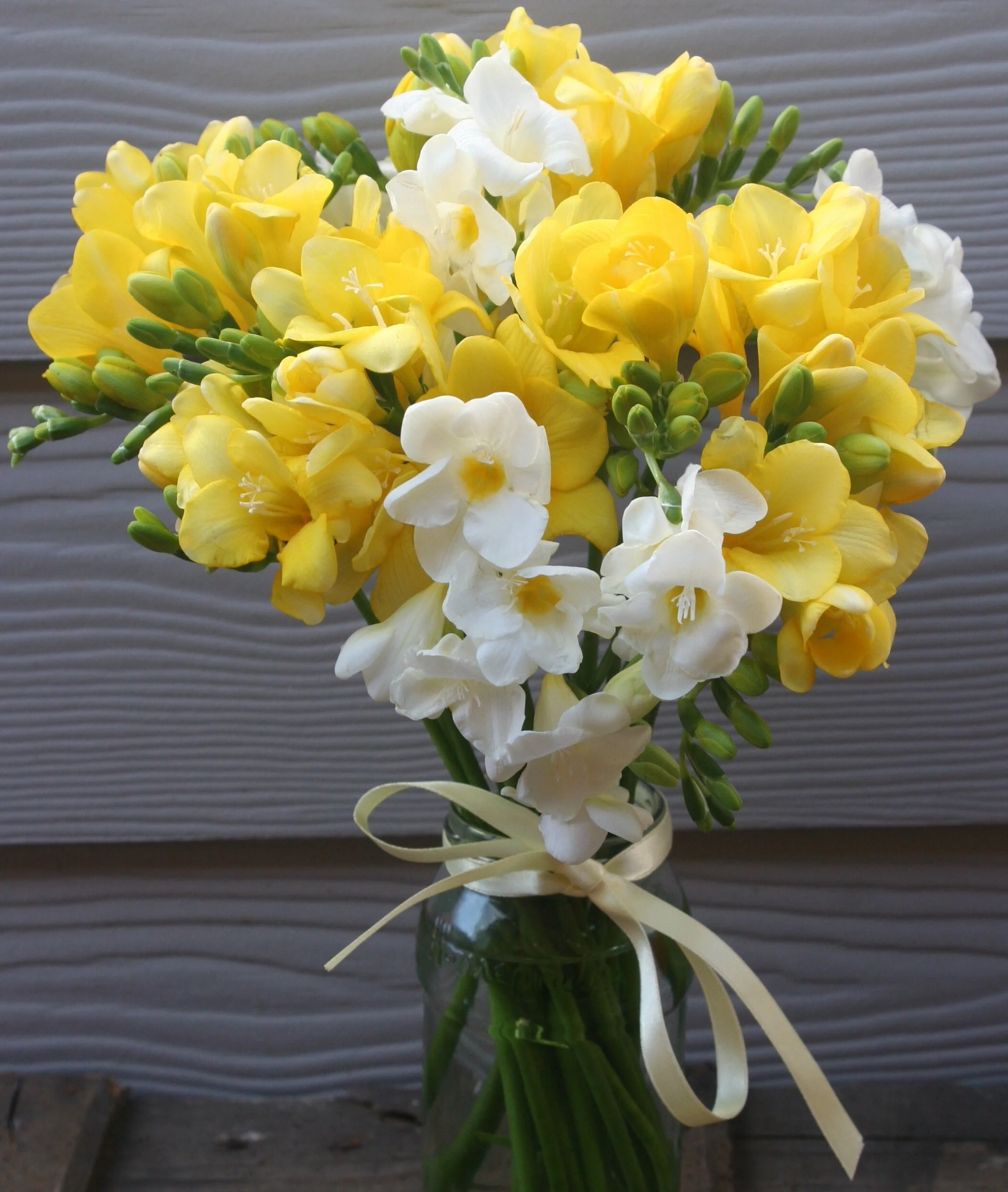 LETTERBOX FLOWERS — Fox red flowers