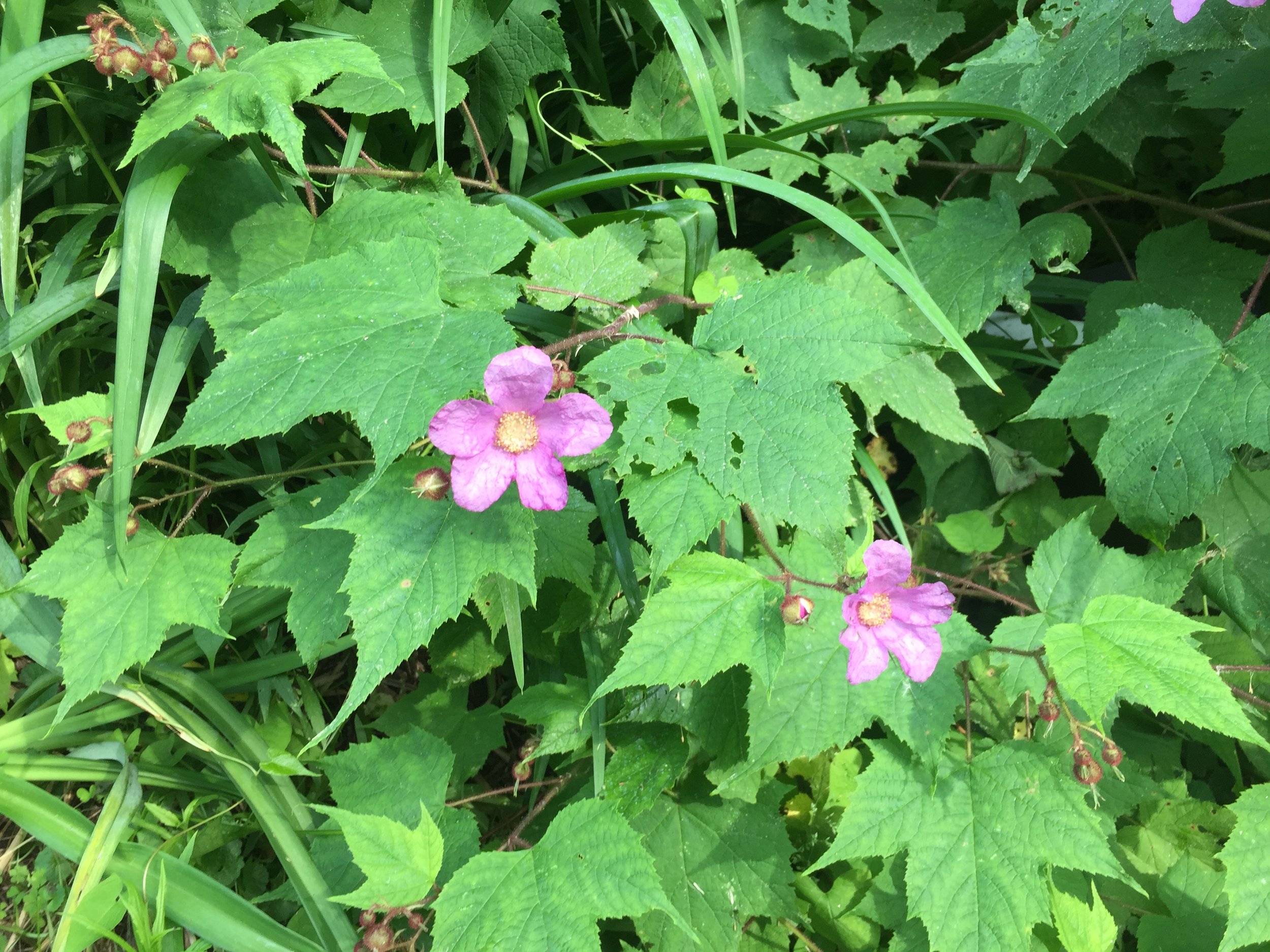PurpleFlowering Raspberry — Solidago Farm