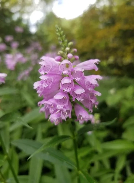 Obedient Plant — Solidago Farm