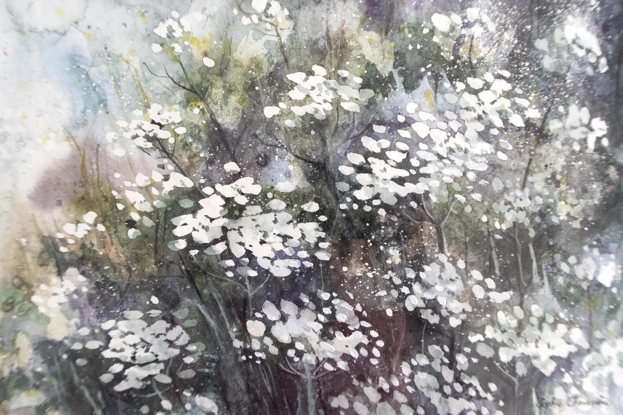 Aquarelle “Fleurs de carotte sauvage”