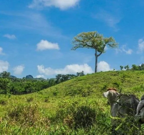 Intelligence Report on Ecosystem Collapse