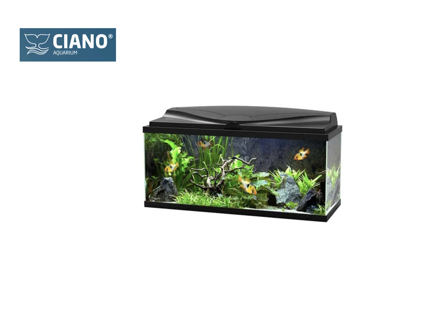 CIANO Aquarium AQUA 80 Golls Aquatics