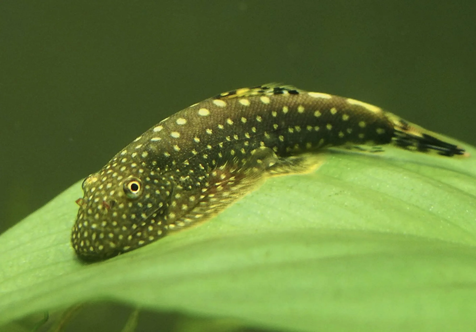 Cold Water Fish — Tropical & Cold Water Fish — Golls Aquatics