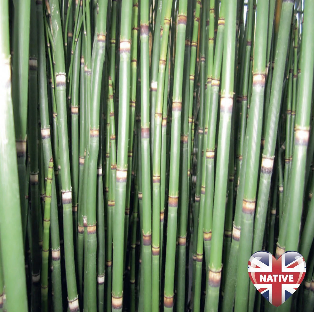 Equisetum Hyemale Em Recipientes Equisetum Hyemale (Marginal Aquatic)