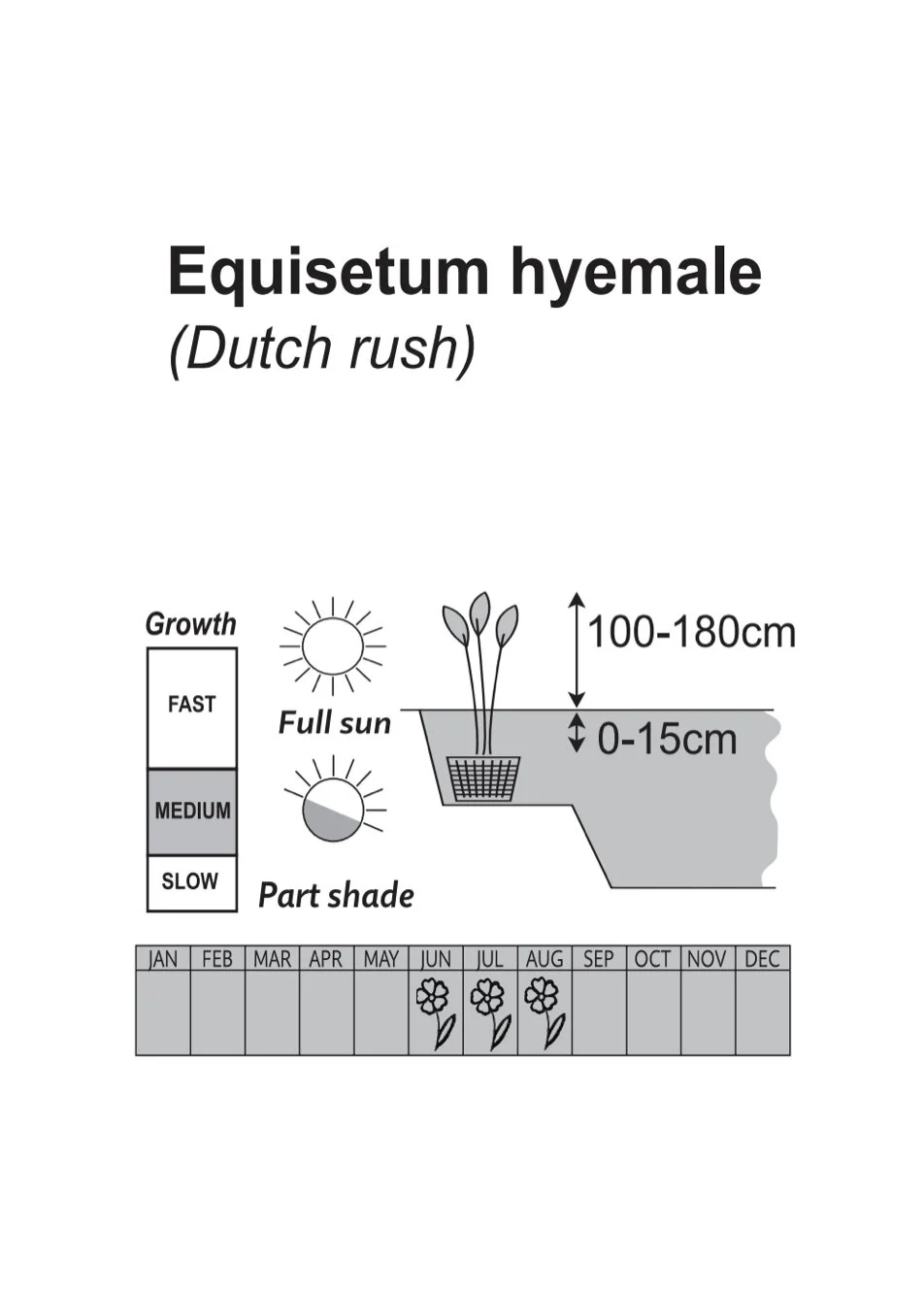Equisetum hyemale (Dutch rush) — Golls Aquatics