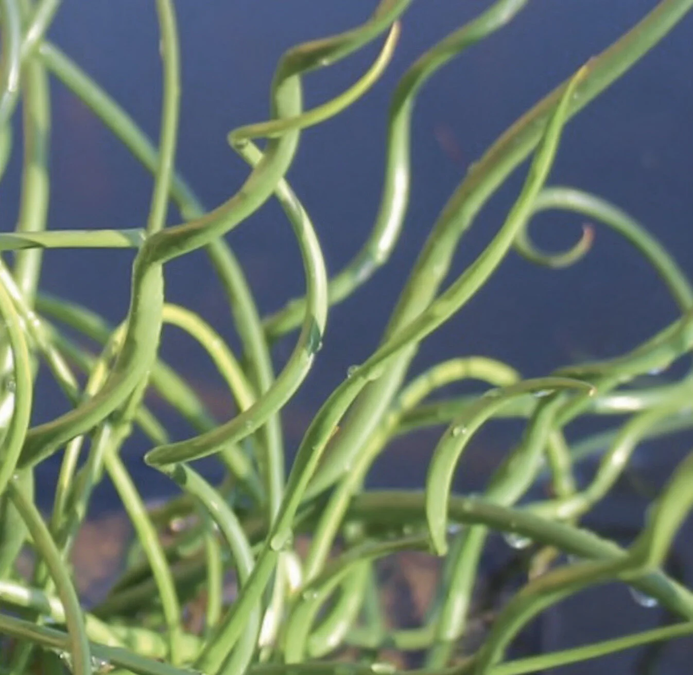 Juncus effusus spiralis (Corkscrew rush) — Golls Aquatics Juncus effusus spiralis (Corkscrew rush) — Golls Aquatics