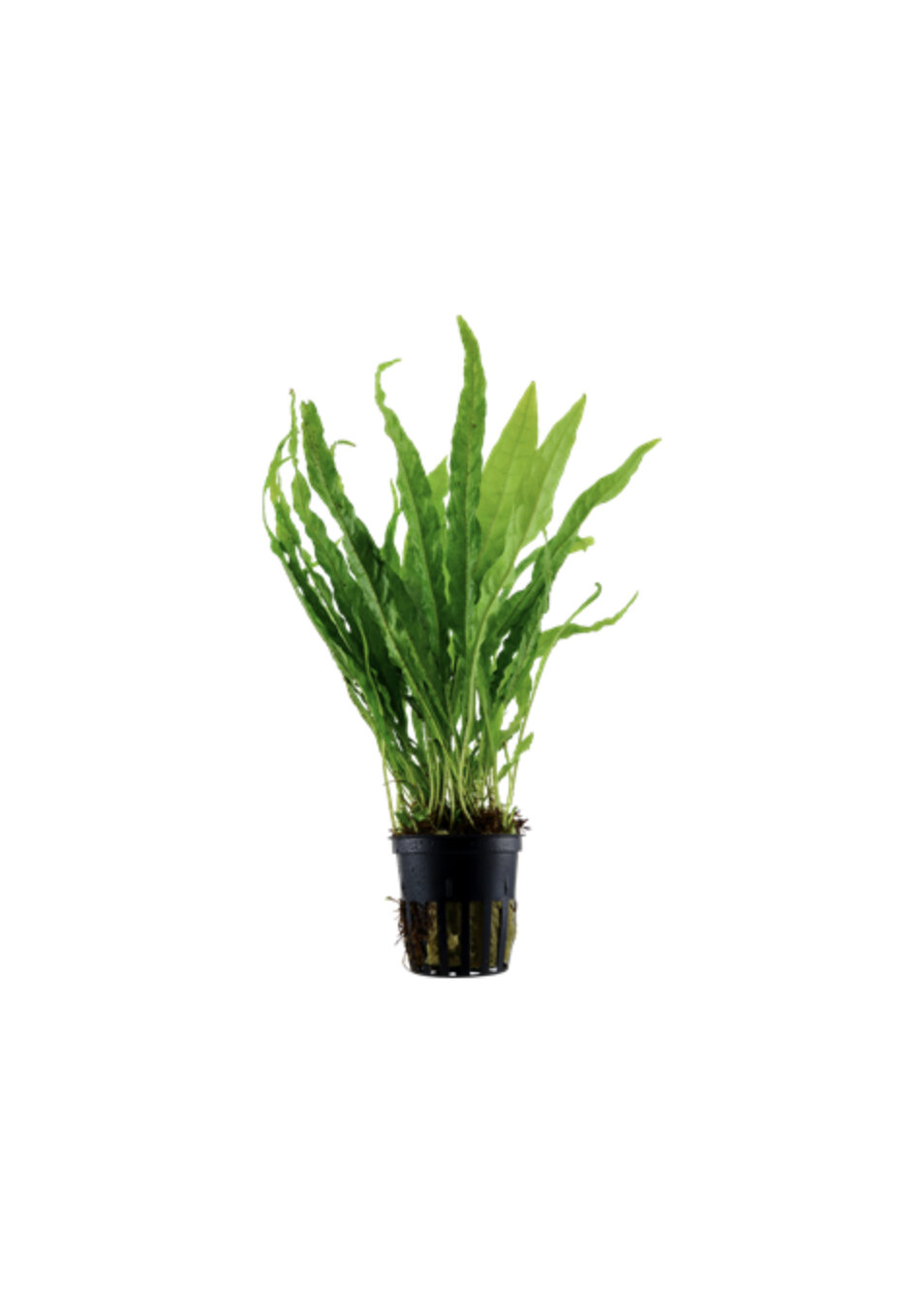 Microsorium pteropus - 'Java fern'.jpg