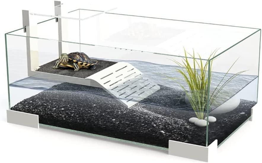 Turtle 40 1.jpeg