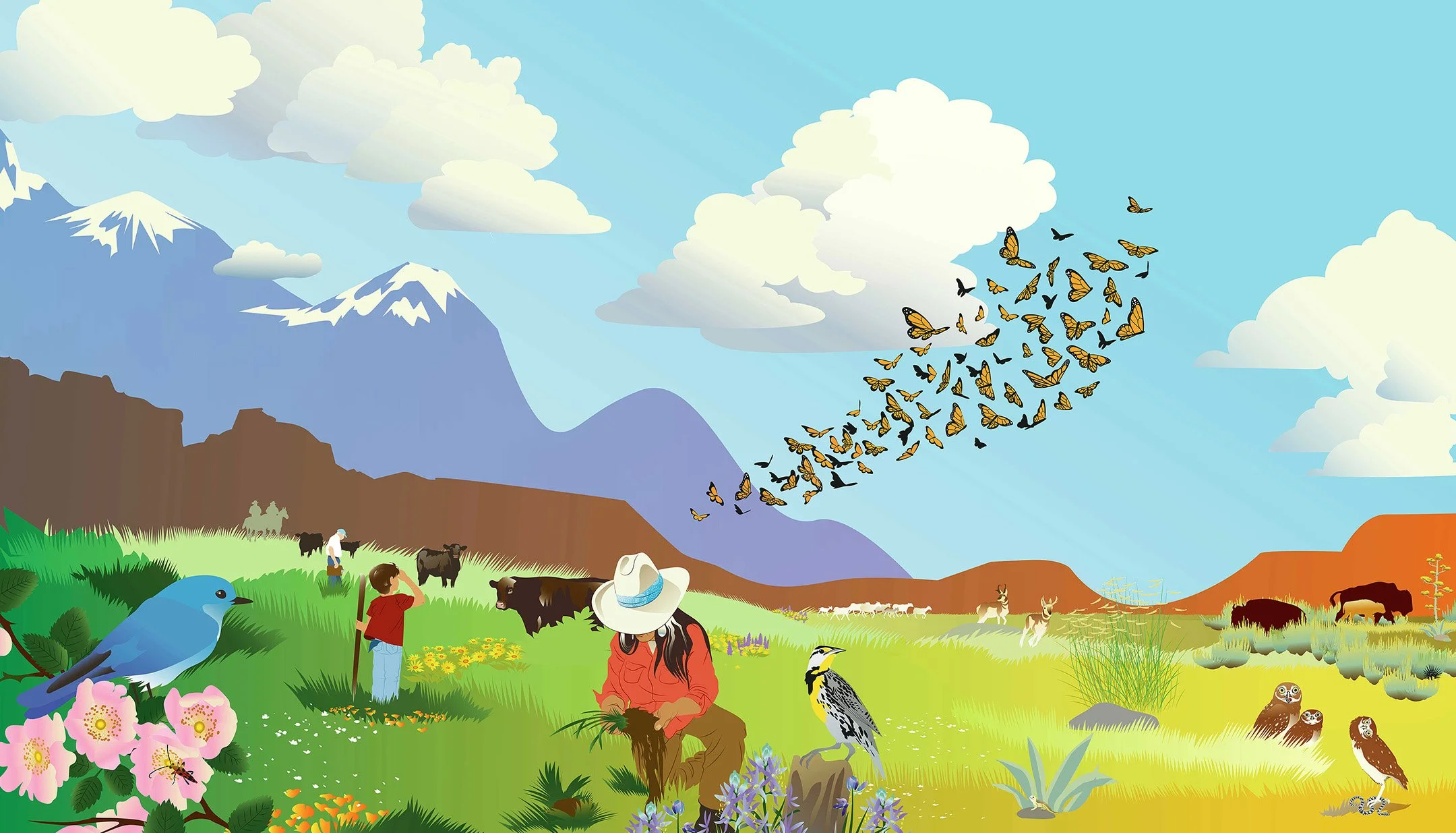 mural, vector illustration, environmental, ecology, climate change, grasslands, ecosystems, species diversity, soil, bison, north america, blue grama grass, bluebird, birds, burrowing owls, wren, cowboy, horse, mesa, meadow, mountain, plains, sheep
