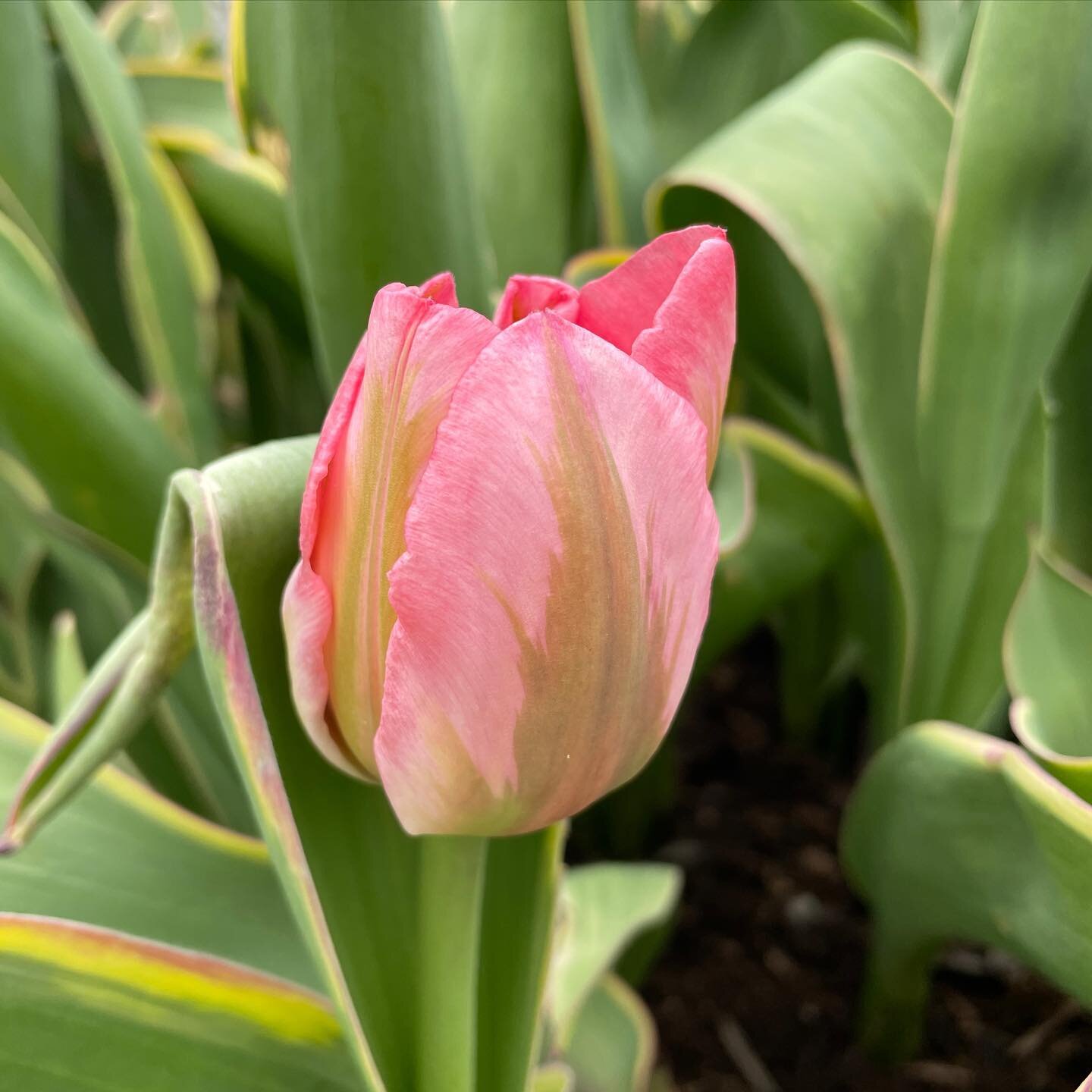 Whoa &mdash; I had to share a photo of this tulip. Just hours ago, it was still closed. (See previous post.) While training my farm hand (hubby Kris) to pull tulips after our morning walk and very delicious brunch @thenest.rhf, I spotted this apricot