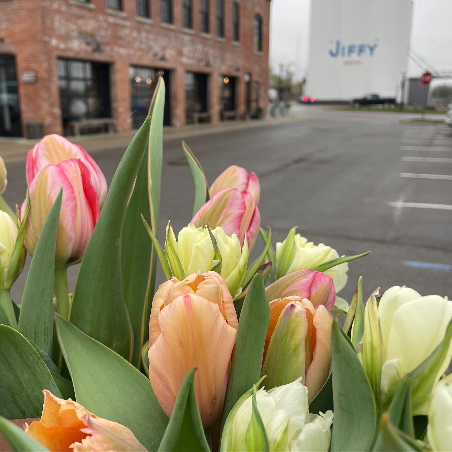 Get your tulip bouquet today @agricolefarmstop! More tulips will be pouring into the market this weekend.

#seasonalflowers #tulipseason #michigangrown #pesticidefree #organicallygrown #grownnotflown #michiganflowerfarm #chelseami #chelseamichigan #c