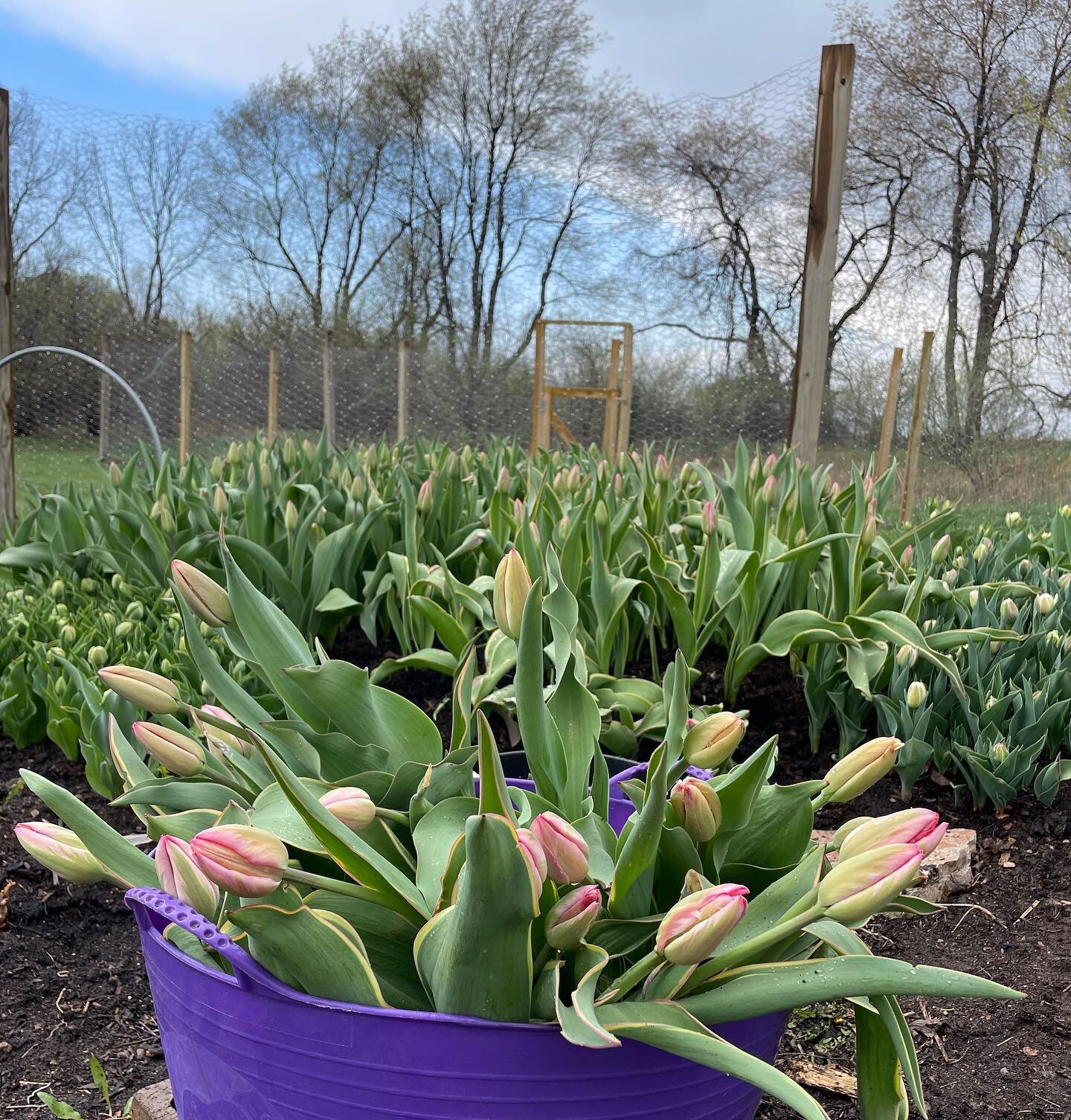 This spring color combo is breathtaking. More tulip bundles were just delivered to @agricolefarmstop. 

If you&rsquo;re a designer and need some apricot-pink tulips next weekend, get in touch. 

#tuliptime #earthday2023 #tulipseason #tiptoethroughthe