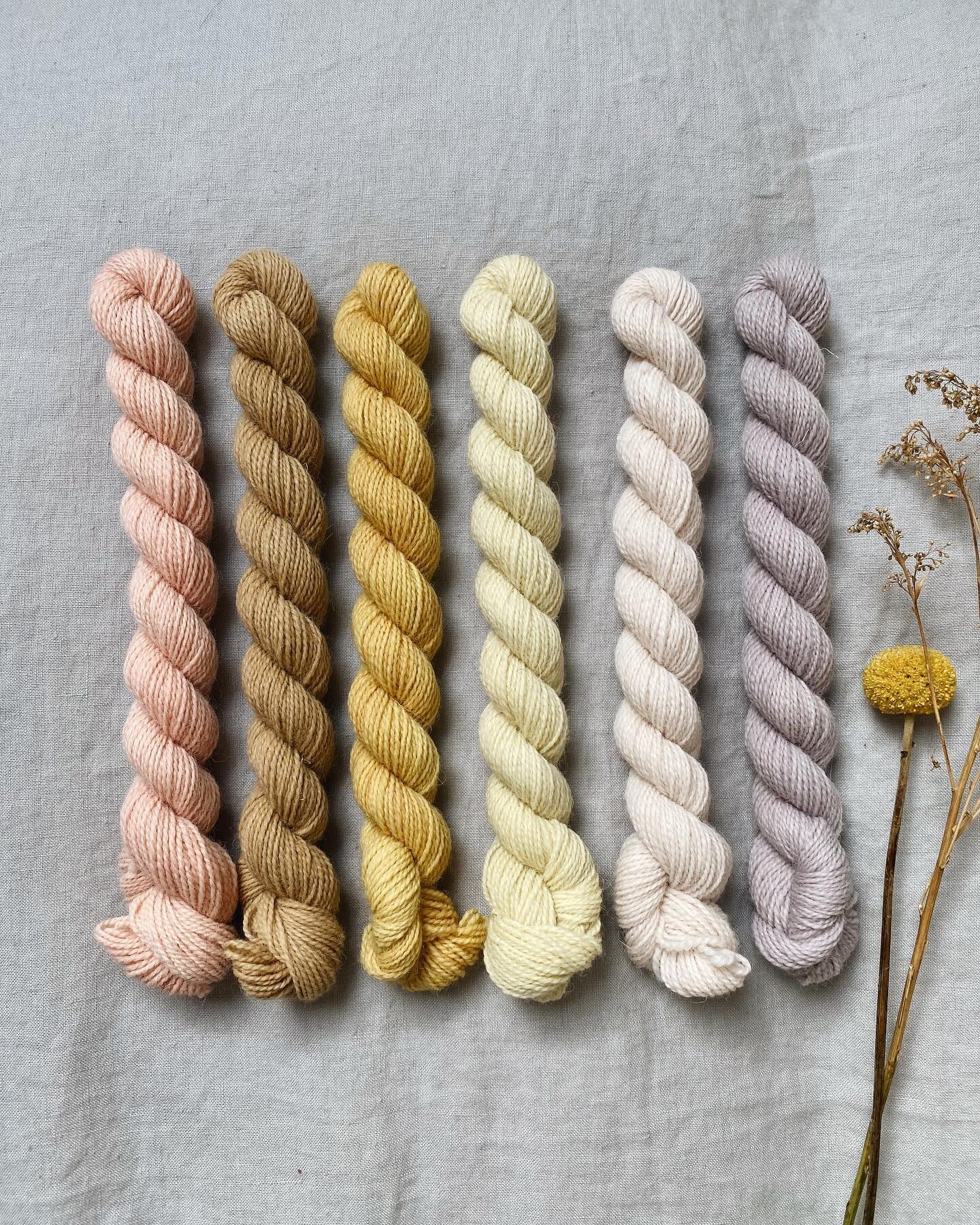 Spring Sunrise Mini- Skein Set 🌞🌷
&bull;
The second mini skein on the left was dyed with alder cones (what I showed you last Thursday!) and I love how it turned out! I&rsquo;d definitely be tempted to keep one of these for myself- such a nice muted