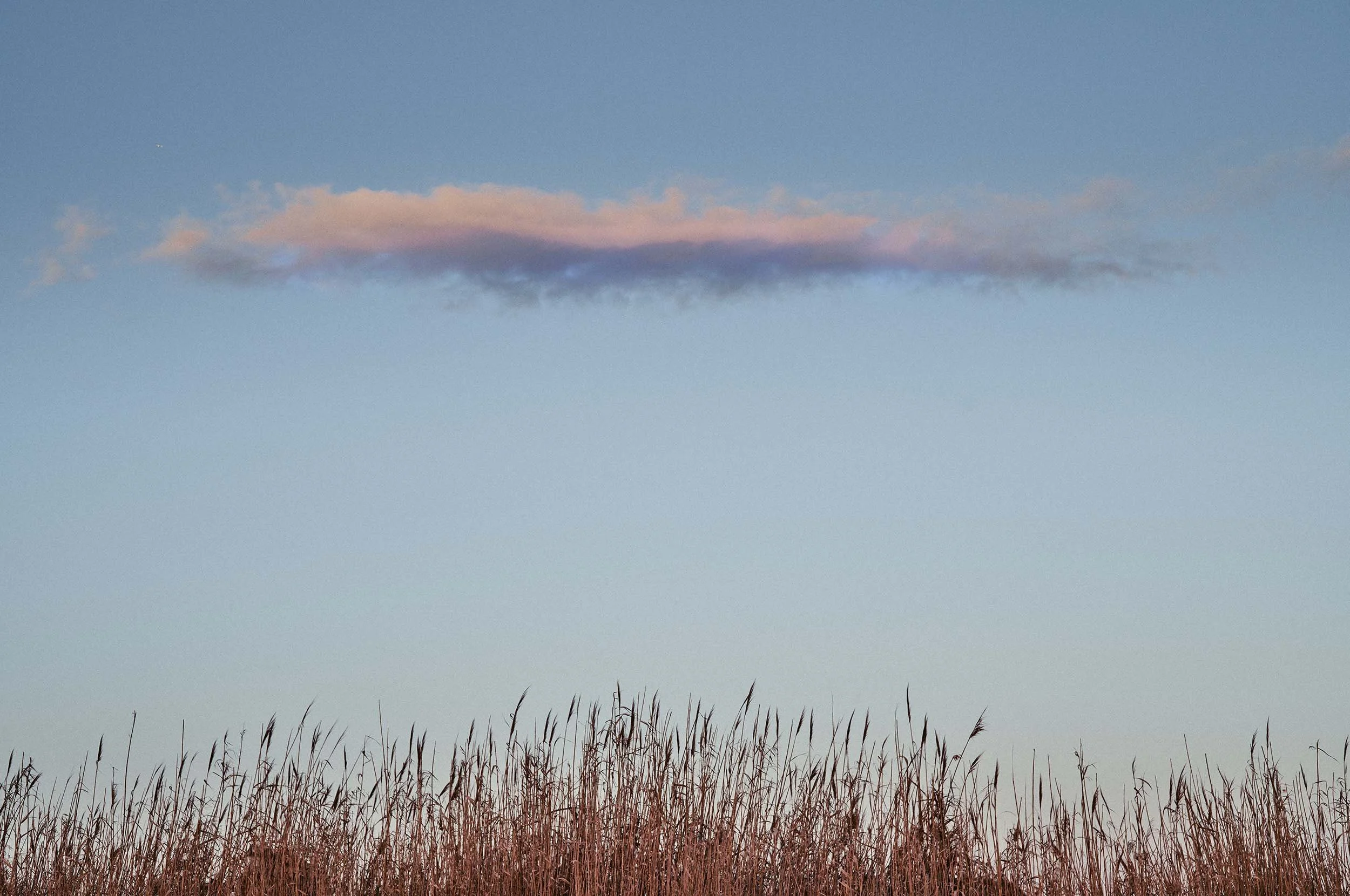 Minimal sky with a thin cloud line above reeds, in soft pastel tones.