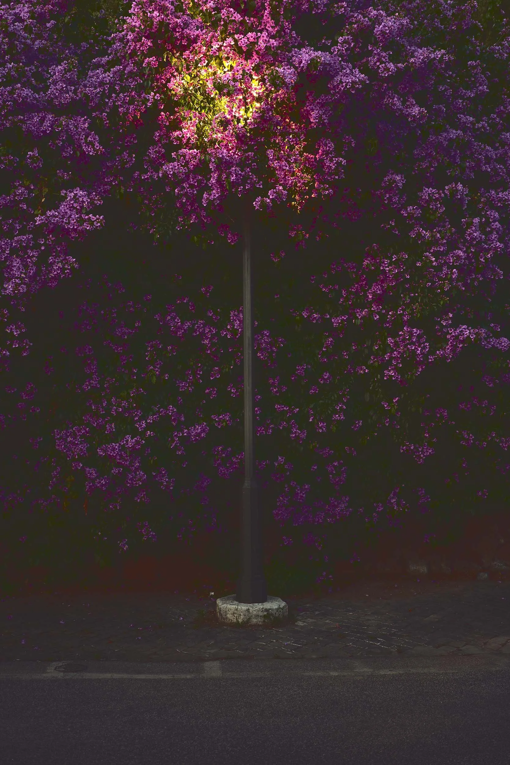 Dramatic night street lamp illuminating purple flowers in Rome. Conceptual image for NOVE100's late spring wedding photography commissions and spontaneous editorial narratives