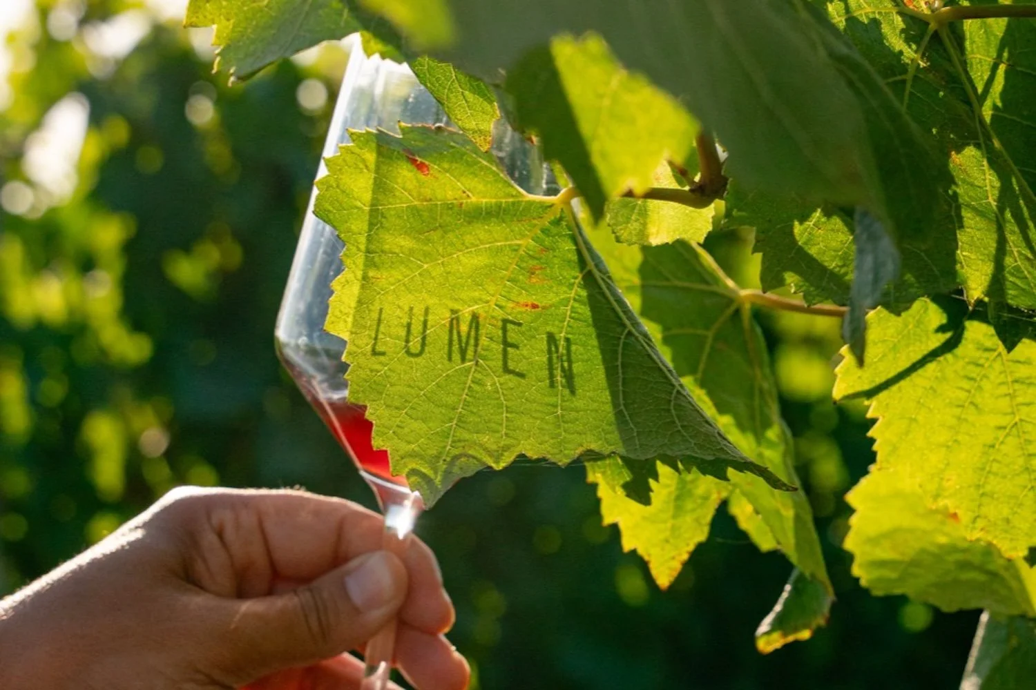 Lumen_LumenLeaf_PhotoCredit Silas Fallstich.jpg