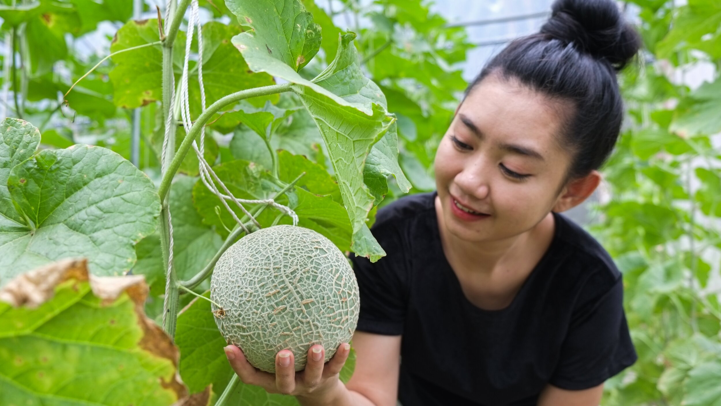 asia-woman-holding-melon-growing-in-a-greenhouse-N37RVTM.jpg