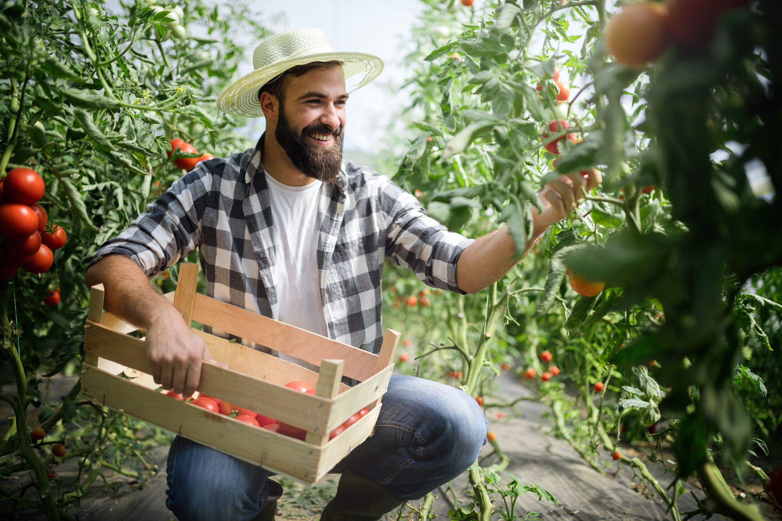 man-working-in-a-greenhouse-RN5W6TF.jpg