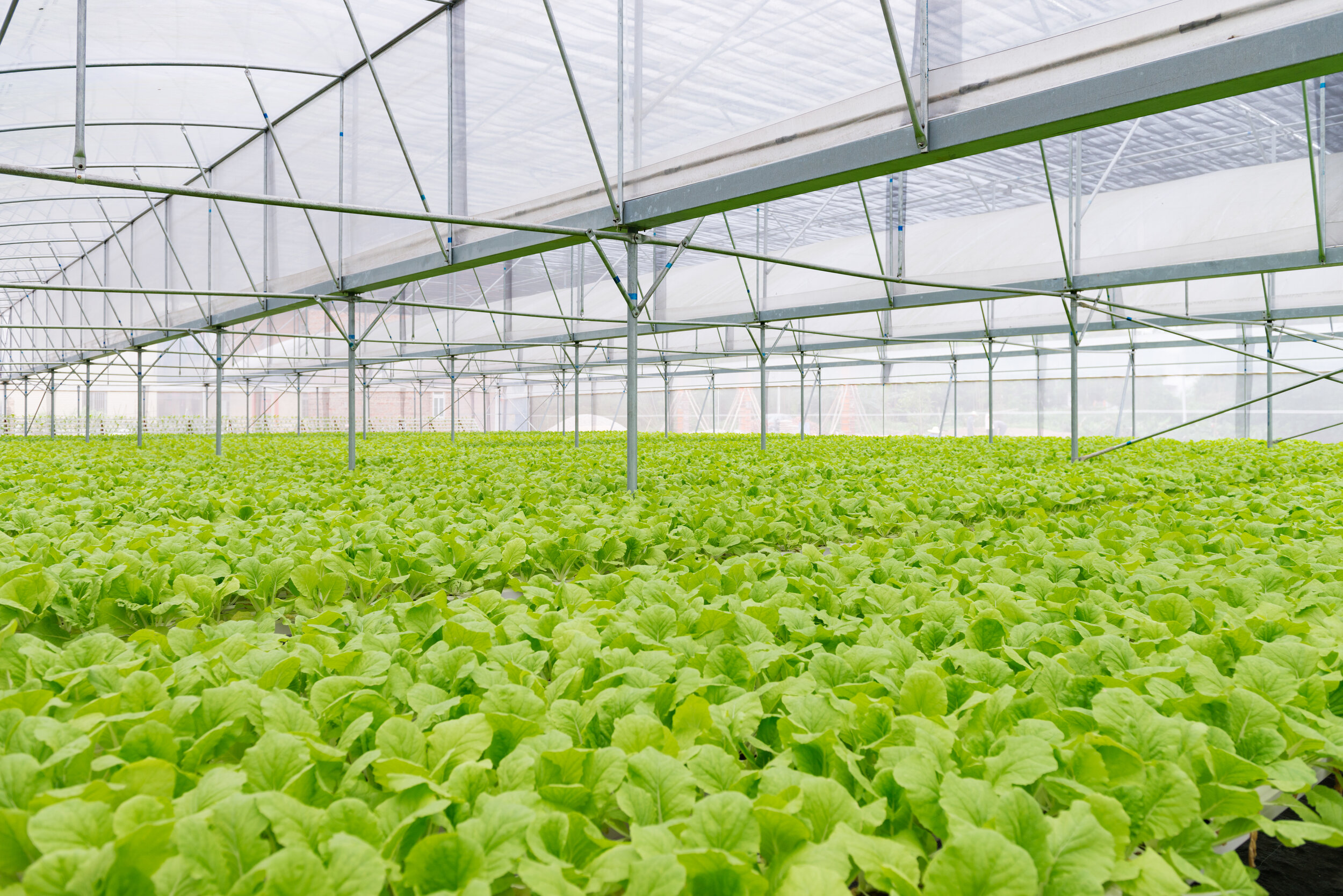organic-vegetables-PRWXH52.jpg
