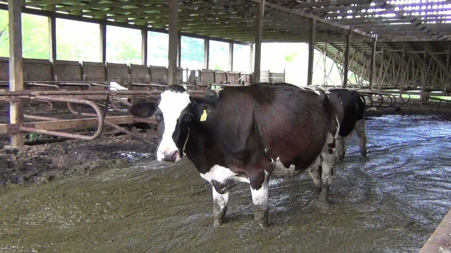 cow_screengrab.jpeg