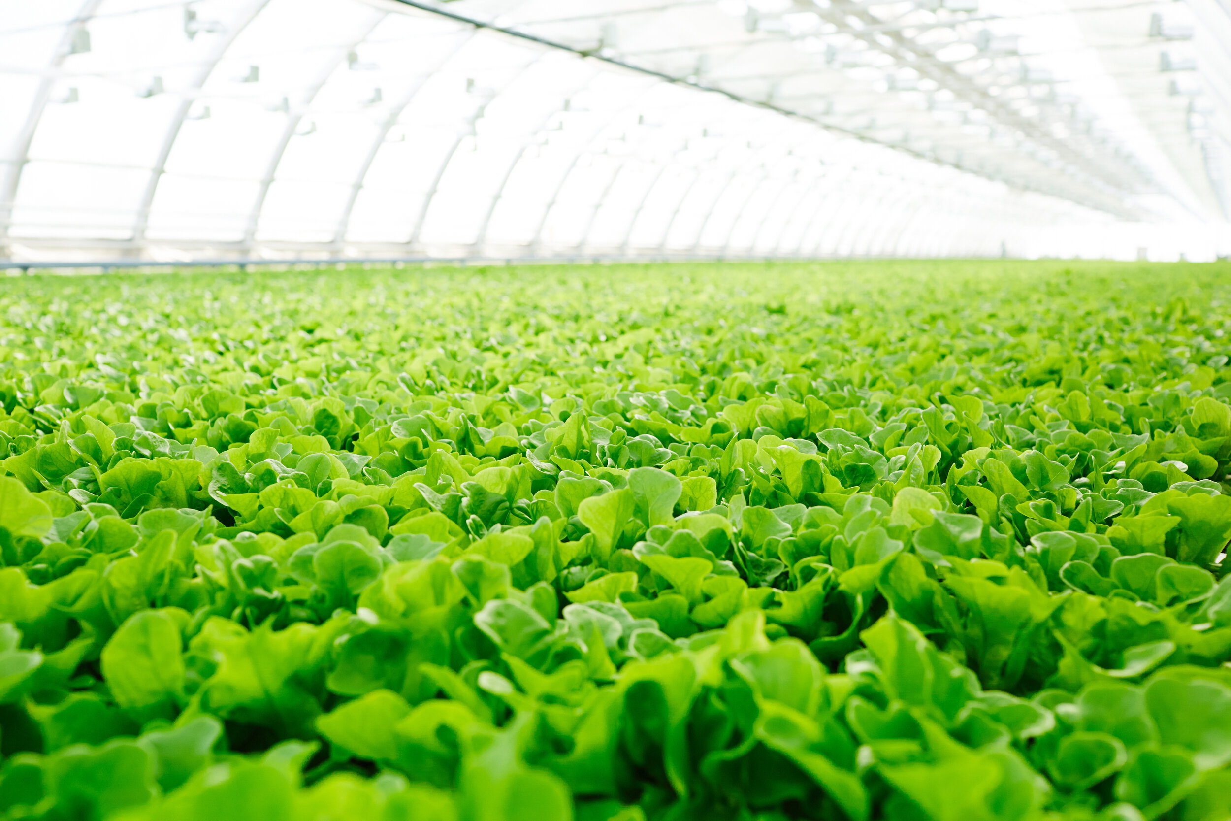 cultivated-vegetation-6MUL9QY.jpg